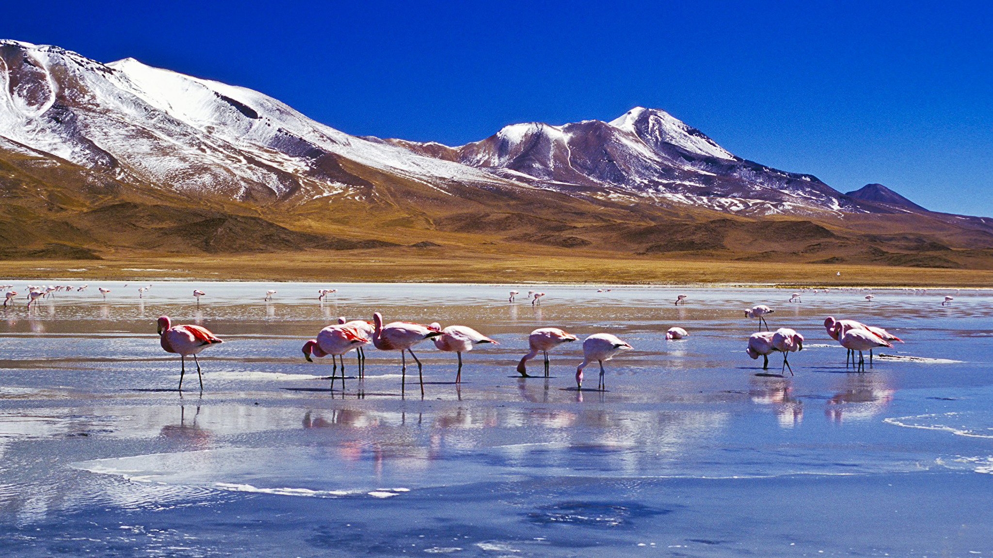 Боливия. Солончак Уюни Фламинго. Салар-де-Уюни Фламинго в Боливии. Лагуна-Колорадо Боливия Фламинго. Лагуна Колорадо озеро.