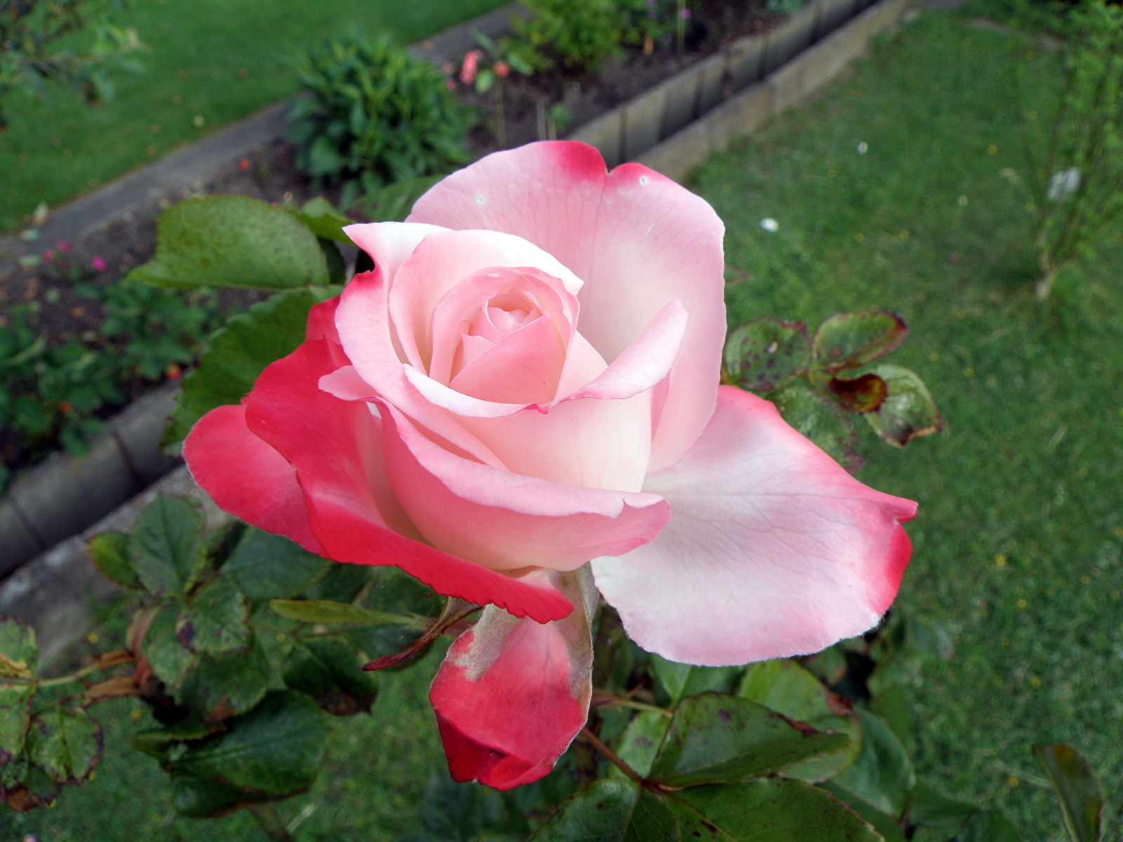 Роза столик энциклопедия роз