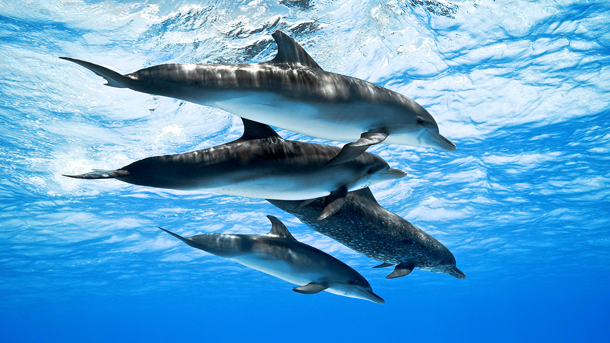 Дельфины уплывают в океан слушать. Дельфин картинка. Дельфины фото на рабочий стол. Стая дельфинов.