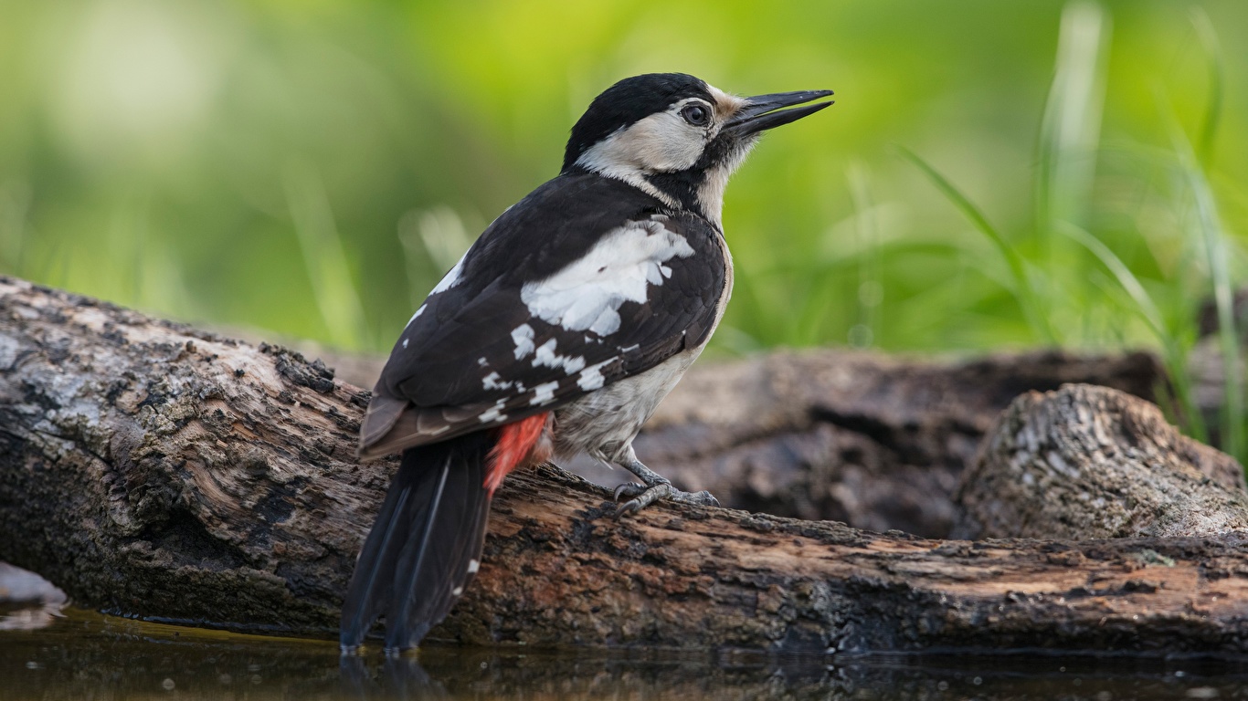 Фотографии Птицы Дятлы Great Spotted Woodpecker бревно Животные 1366x768 птица Дятловые Бревна животное