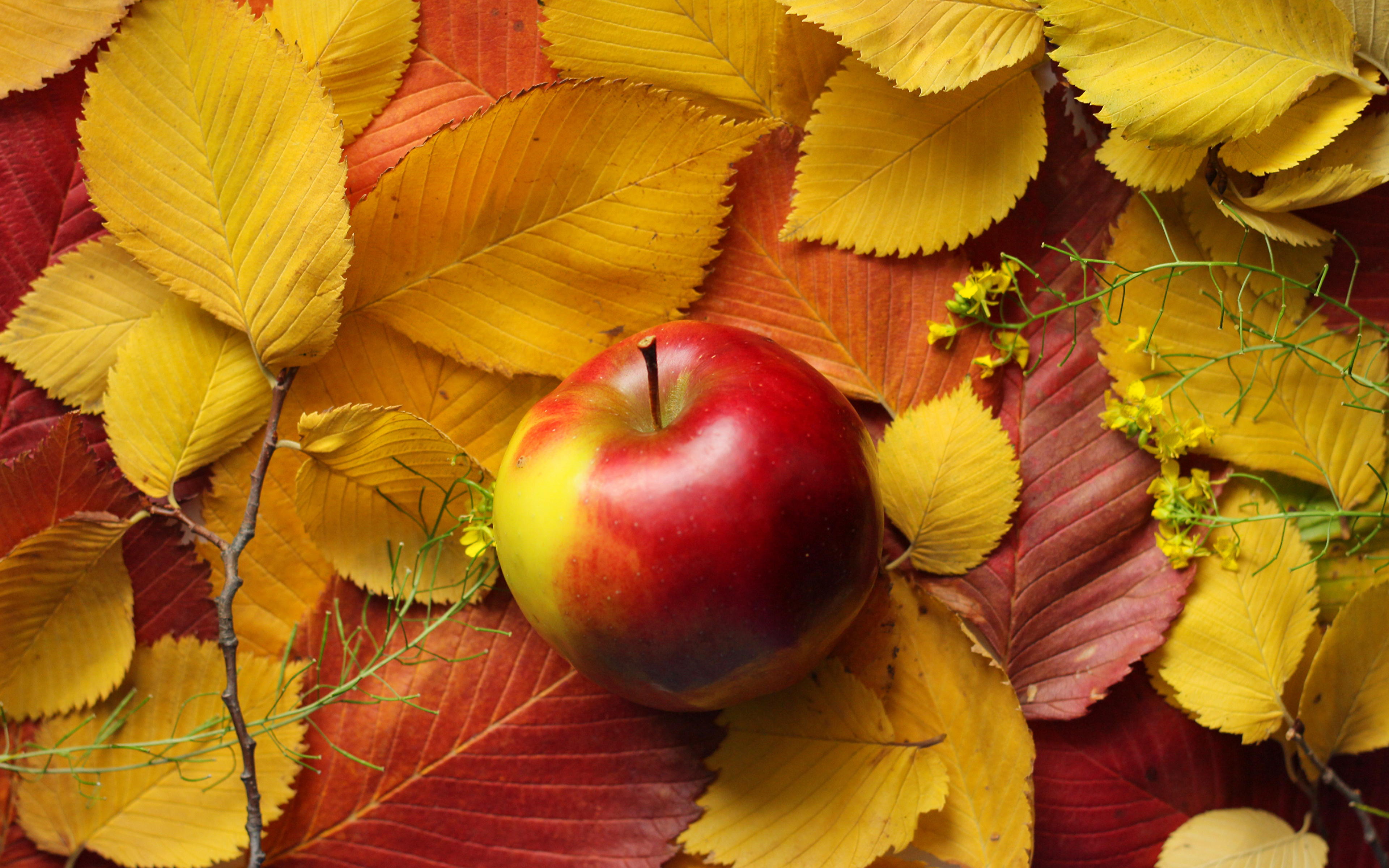 Яблоко, книга, листья, осень без смс