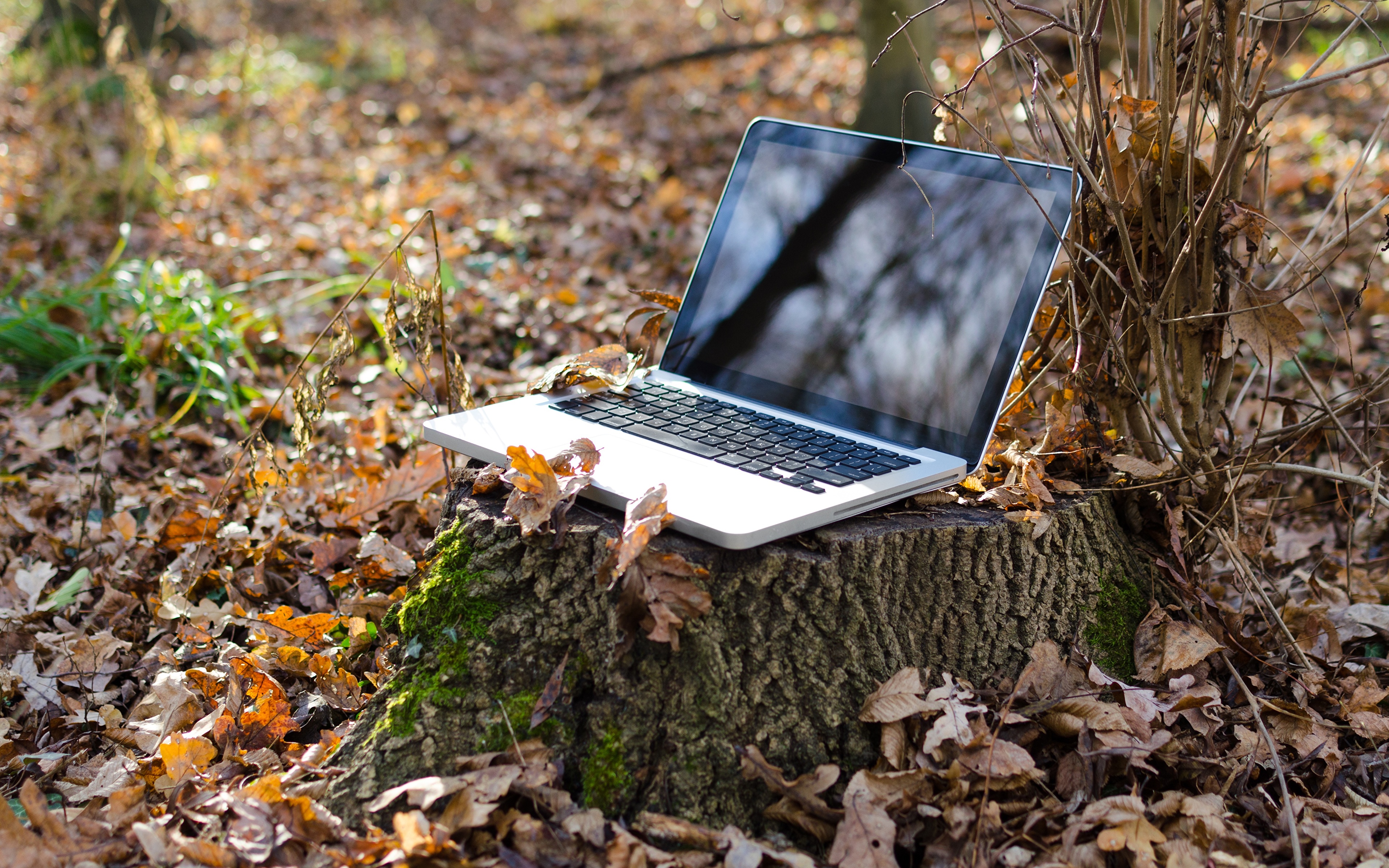 Ноутбук в лесу