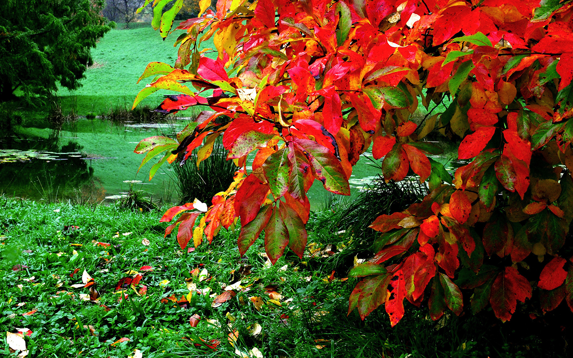Осенние листья куста бесплатно