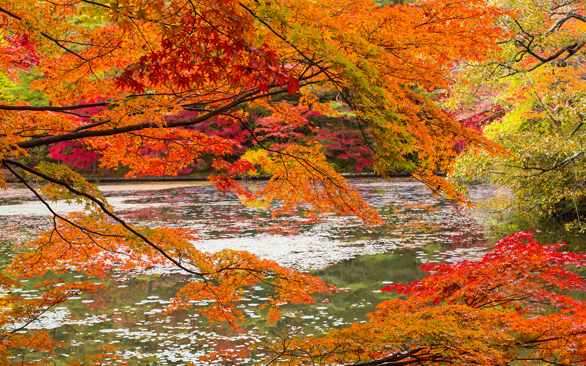 осень ветви речка деревья листья бесплатно