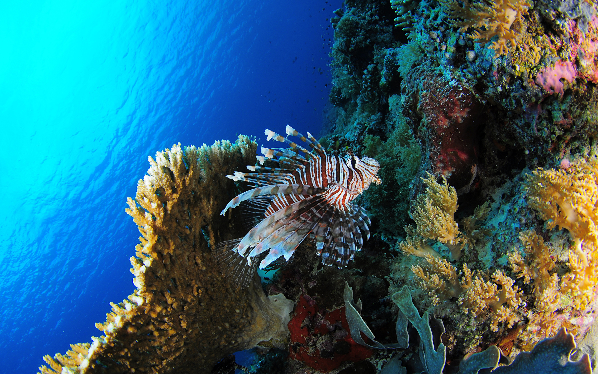 подводный мир кораллы underwater world corals бесплатно
