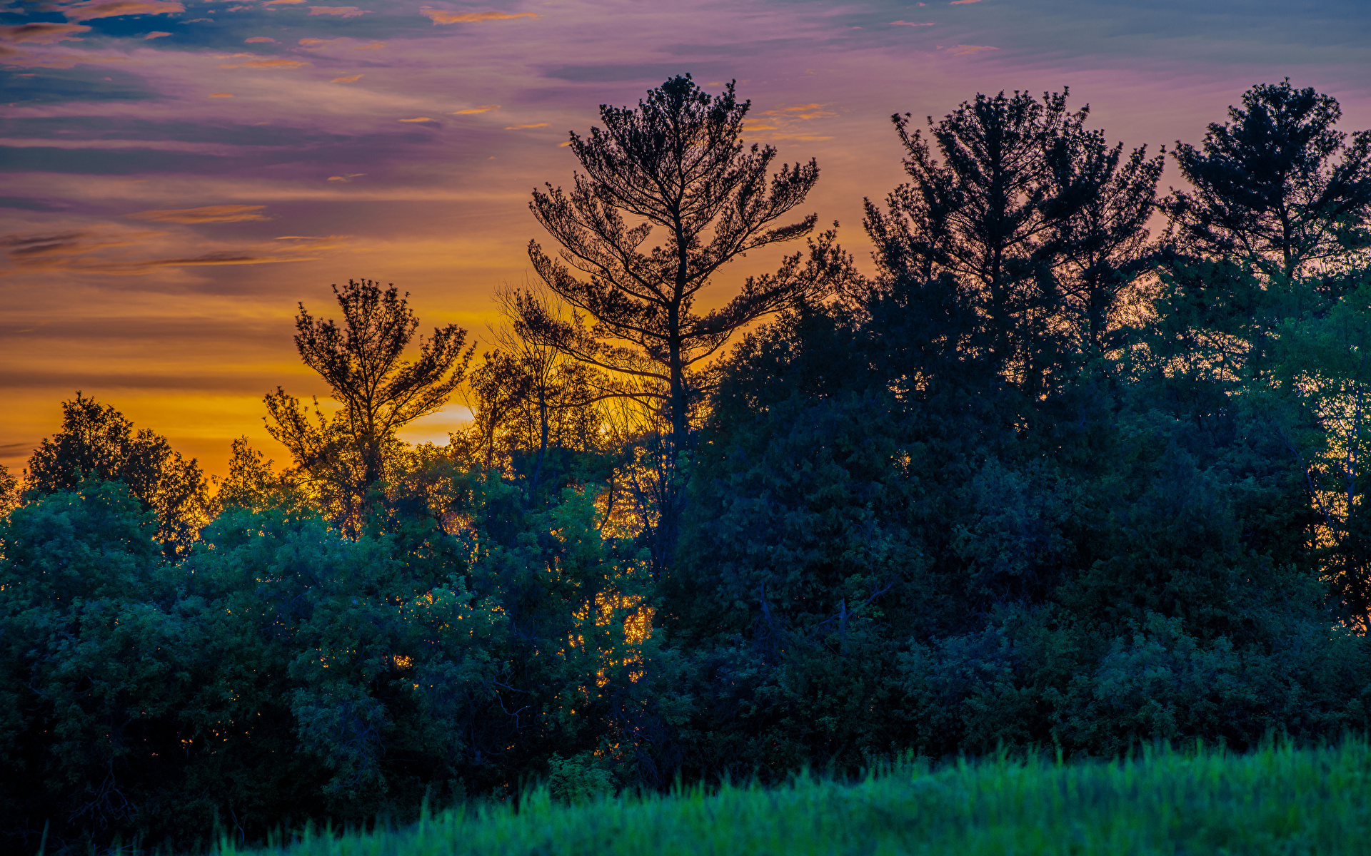 Фото Канада Природа рассвет и закат Деревья 1920x1200 Рассветы и закаты дерево дерева деревьев