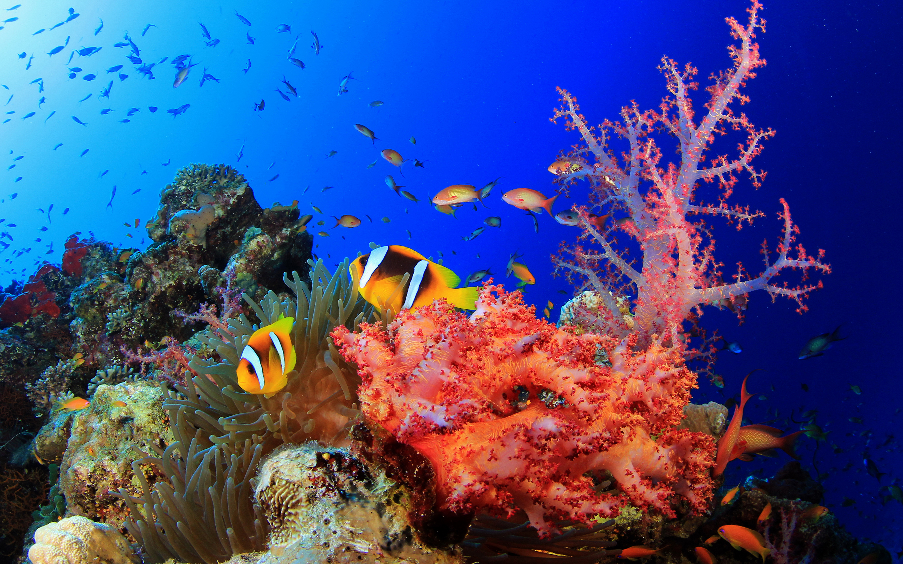 Риф подводный красное море