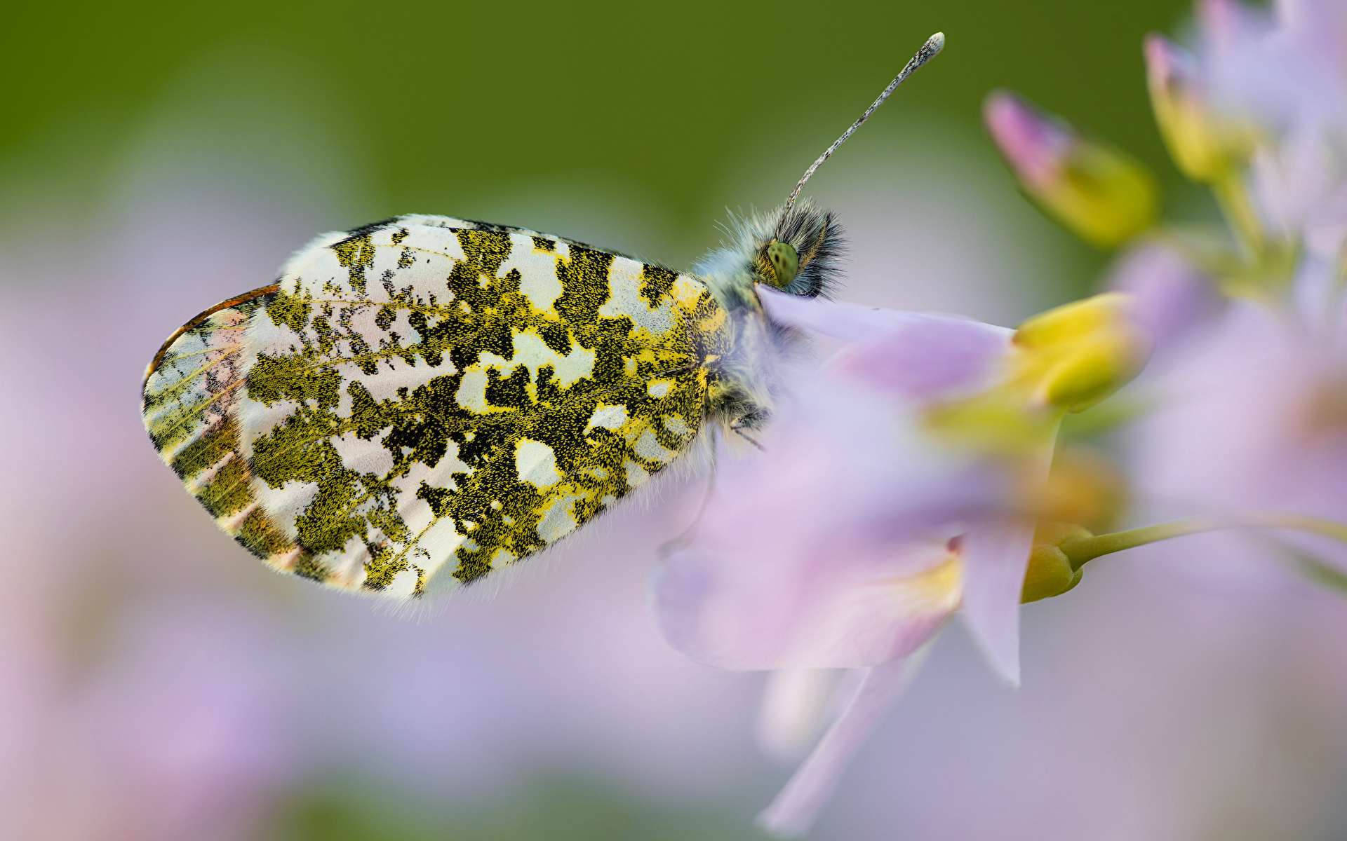 Фотография Бабочки Насекомые anthocharis cardamines Животные Крупным планом 1920x1200 бабочка насекомое вблизи животное