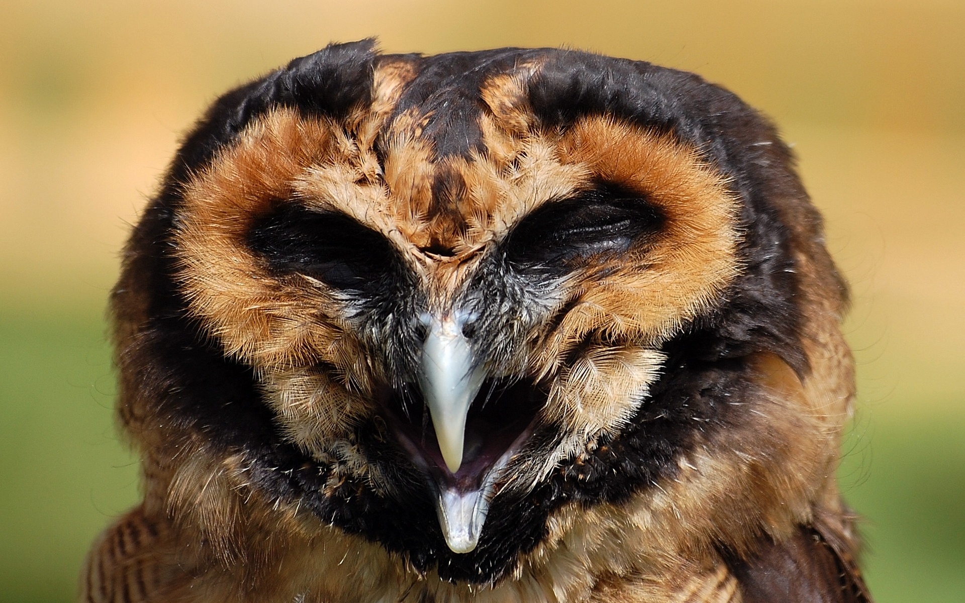 Фото сова Птицы Клюв Голова животное 1920x1200 совы птица Совообразные головы Животные