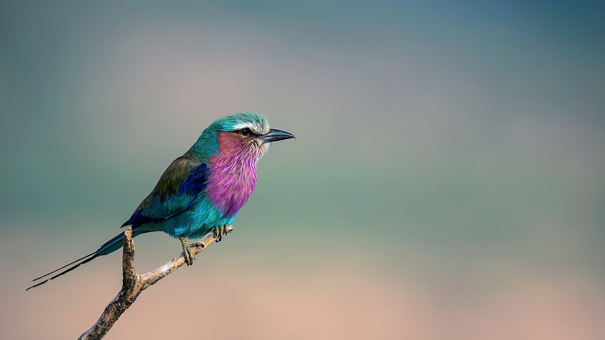природа птицы синие животные цветы сирень без смс