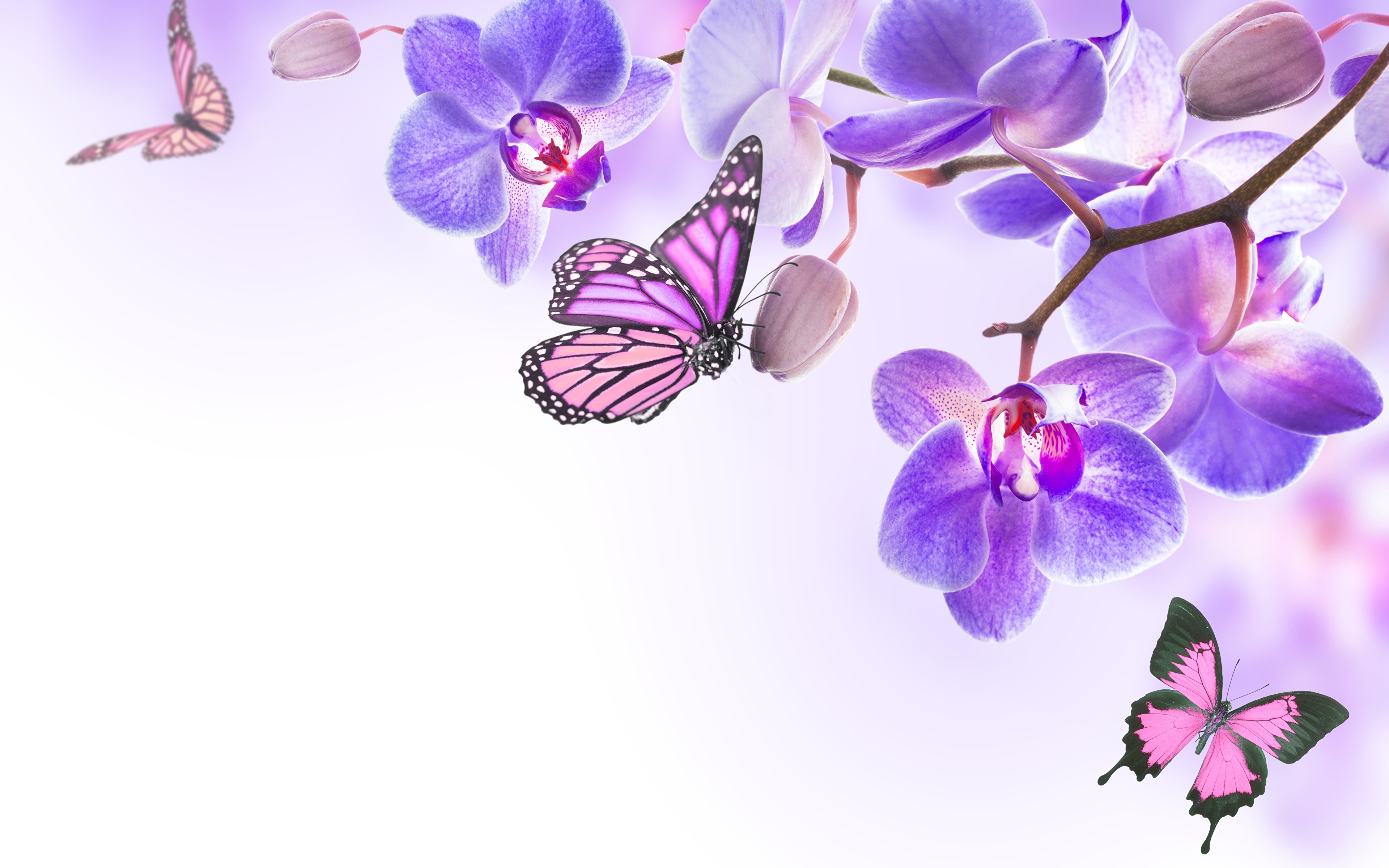 графика бабочки цветы вода graphics butterfly flowers water бесплатно