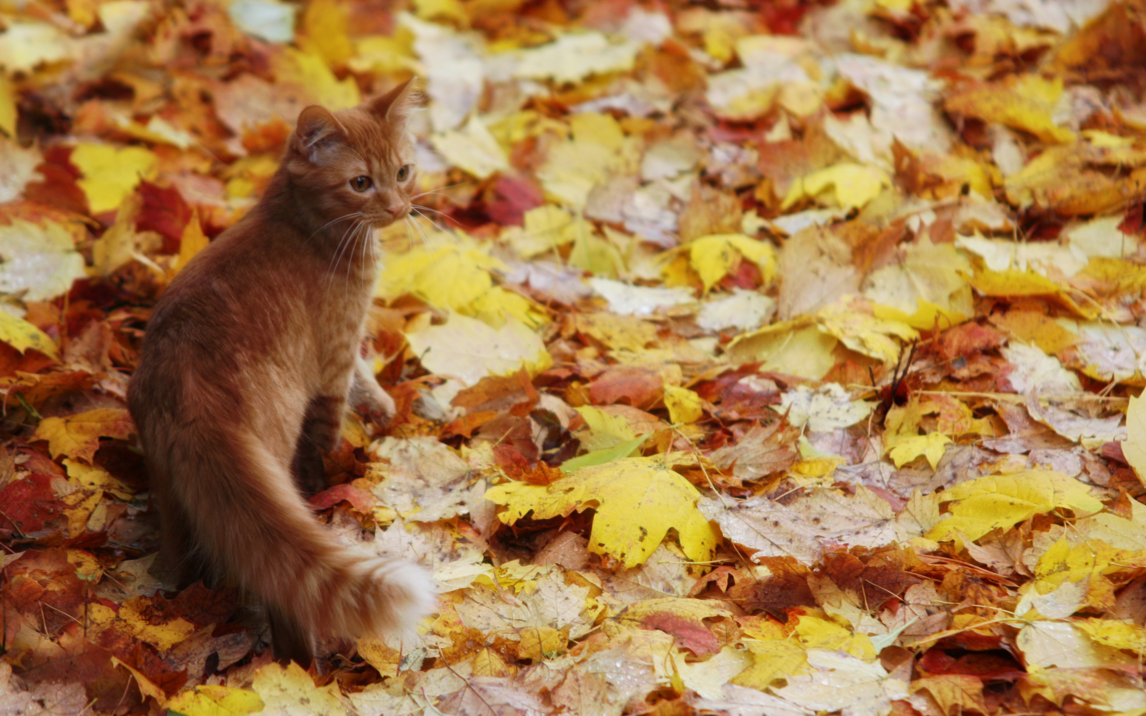 кошка осень листва бесплатно