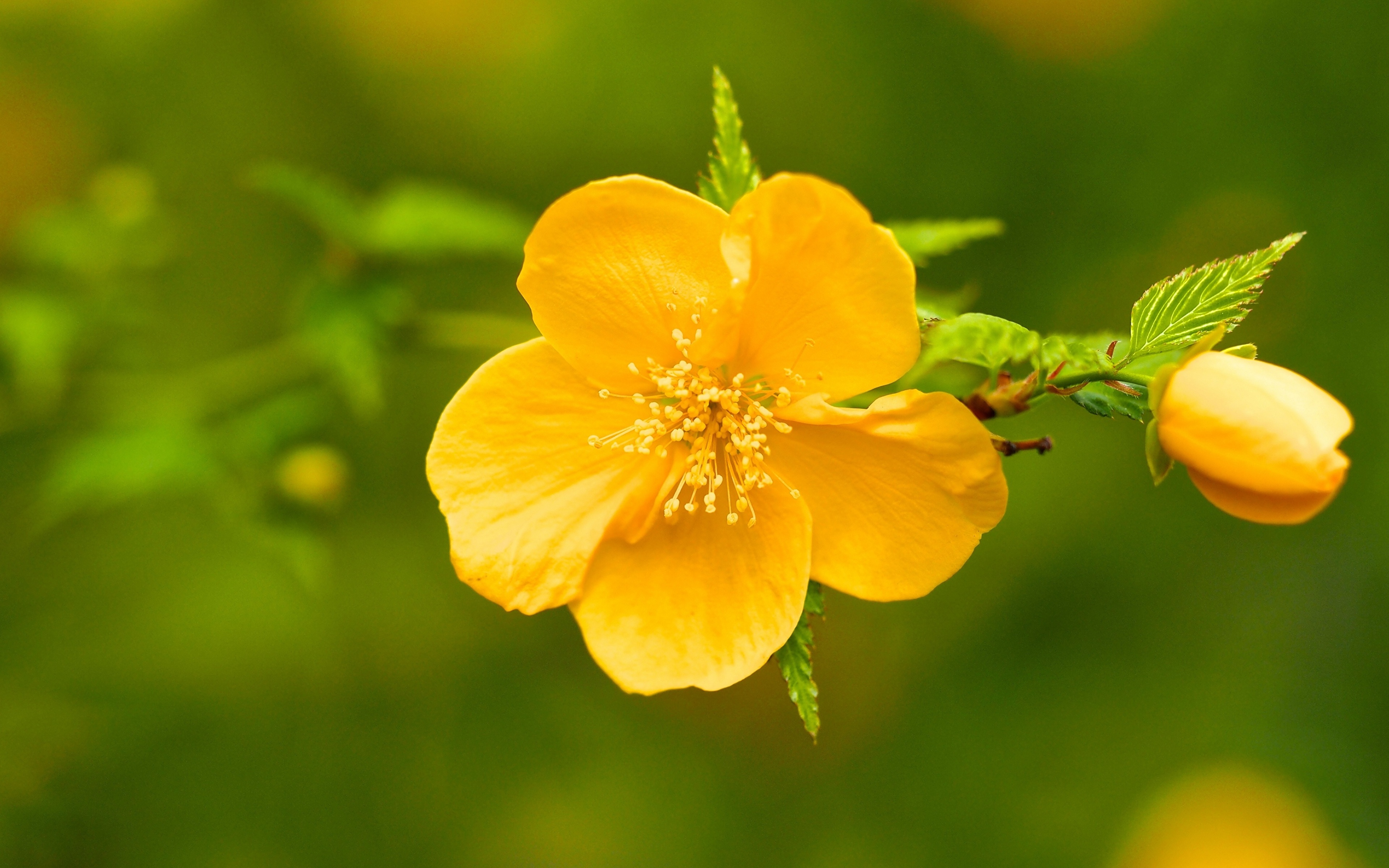 Желтый распустившийся цветок без смс