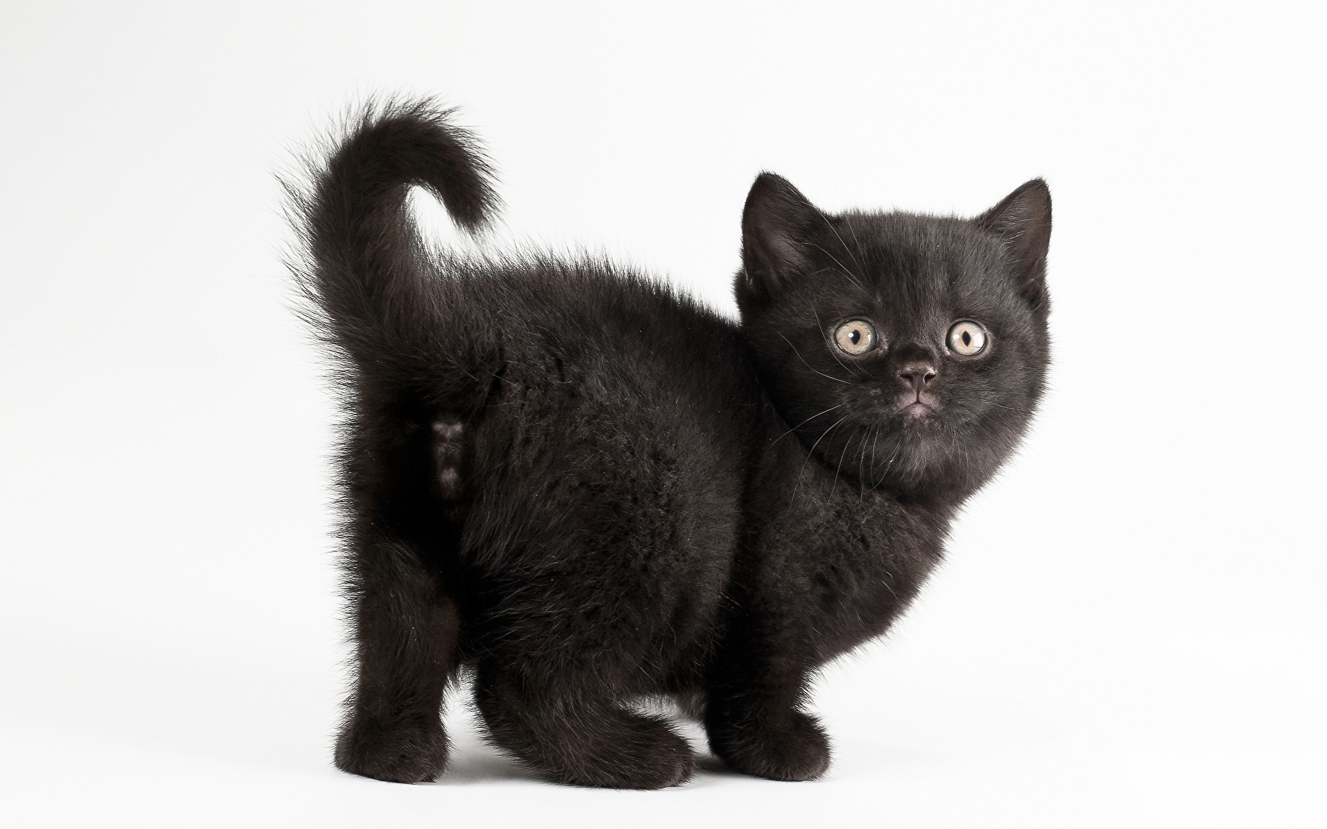 Котята кошка Черный животное белым фоном 1920x1200 котят котенок котенка ко...