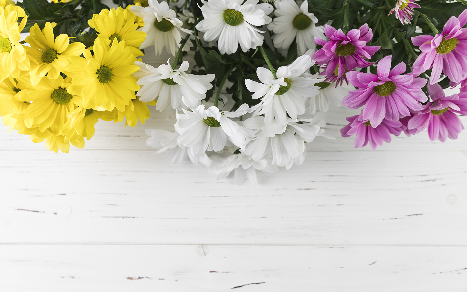 Фотографии Разноцветные Цветы Хризантемы Шаблон поздравительной открытки 1920x1200 цветок
