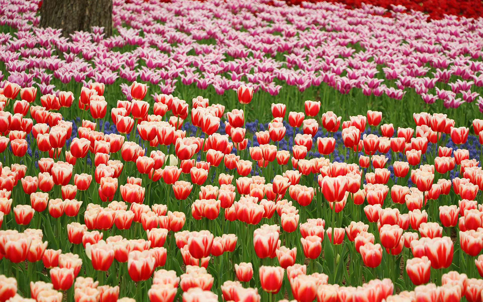 Парк тюльпанов в Пекине