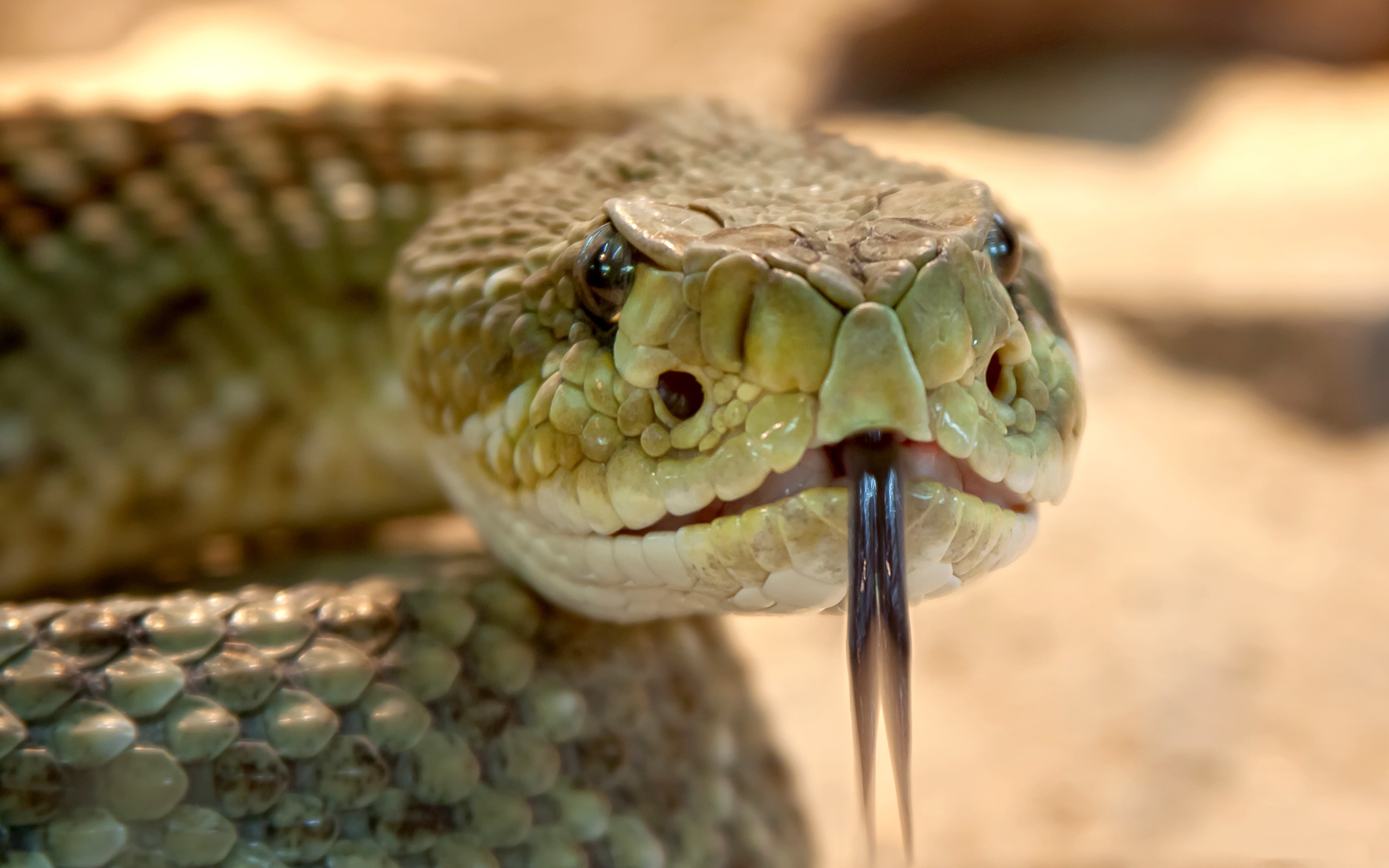 Картинка Змеи Размытый фон языком вблизи Голова Животные 3840x2400 змея боке Язык (анатомия) головы животное Крупным планом