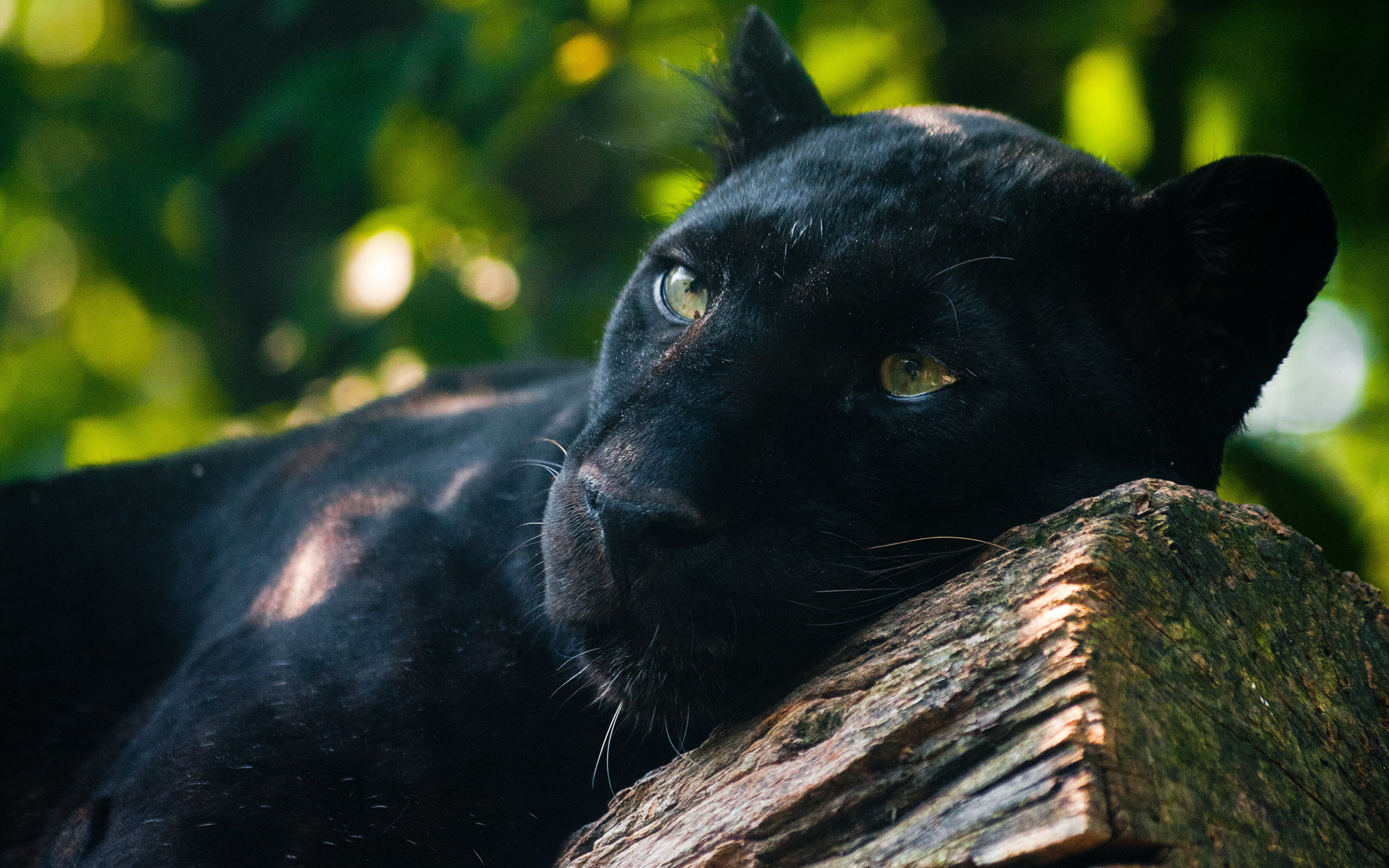 Любимец черной пантеры. Черная пантера Дедовск. Черный Ягуар животное. Ягуар меланист. Пума черная.