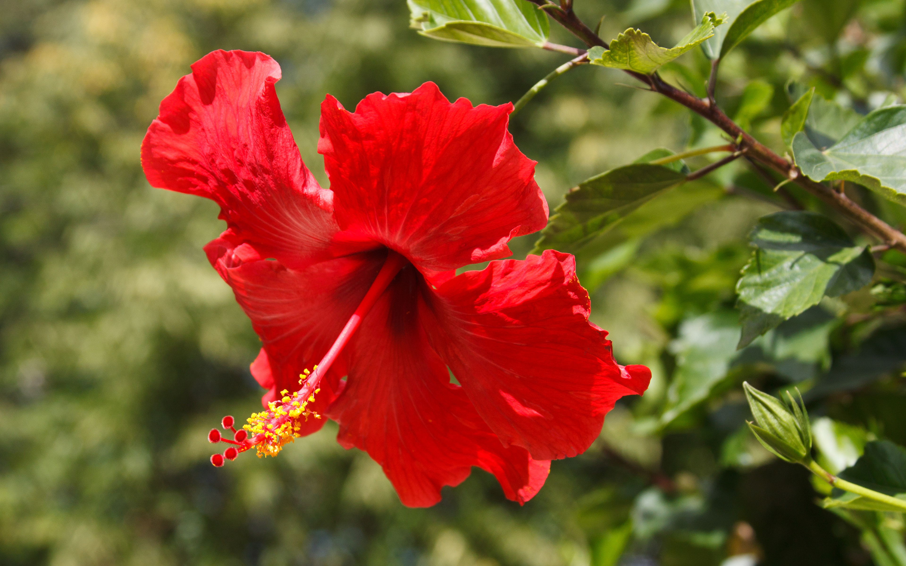 Форма листа гибискуса. Гибискус Sabaudia. Гибискус красный. Каркаде цветок гибискус.