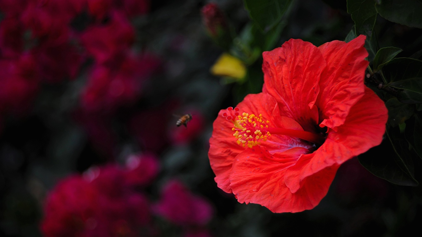 Фото красные цветок Гибискусы Крупным планом 1366x768 красная Красный красных Цветы вблизи