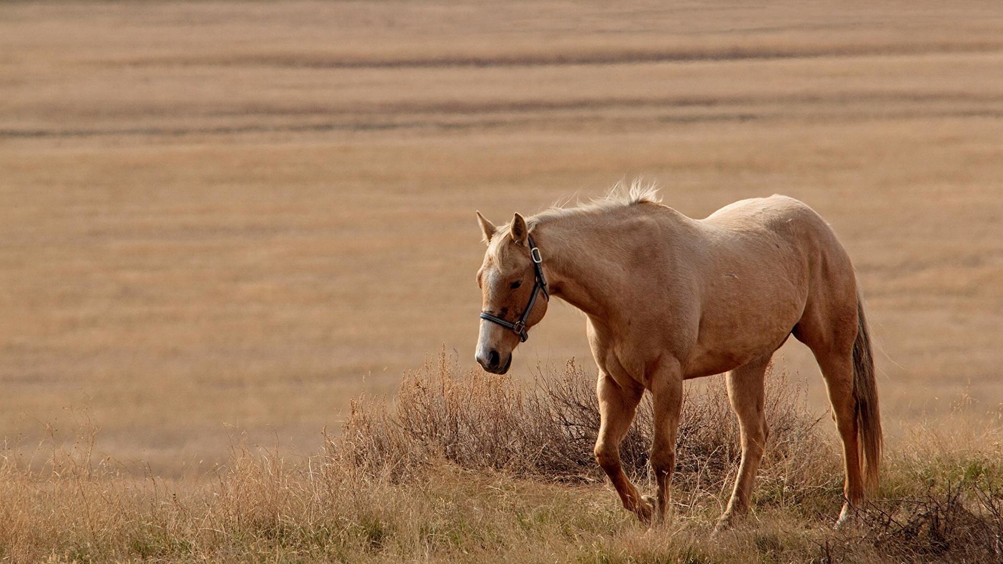 Horse stand. Лошади. Лошади на рабочий стол. Фото на рабочий стол лошади. Степная лошадь.