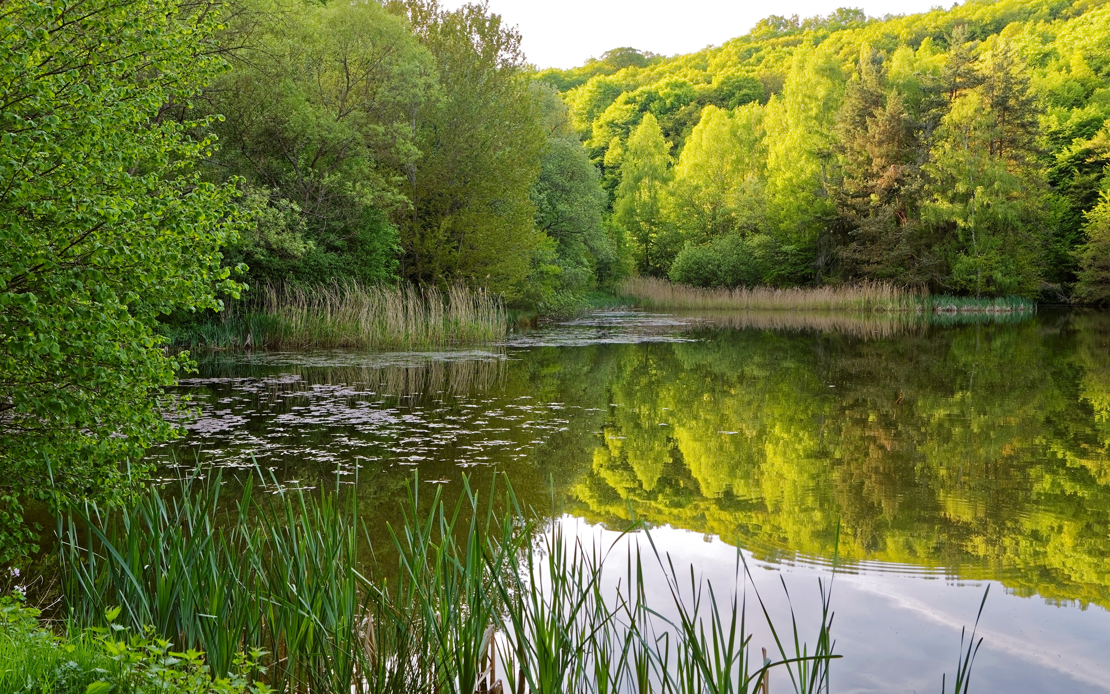 зелень лето озеро лес берег без смс