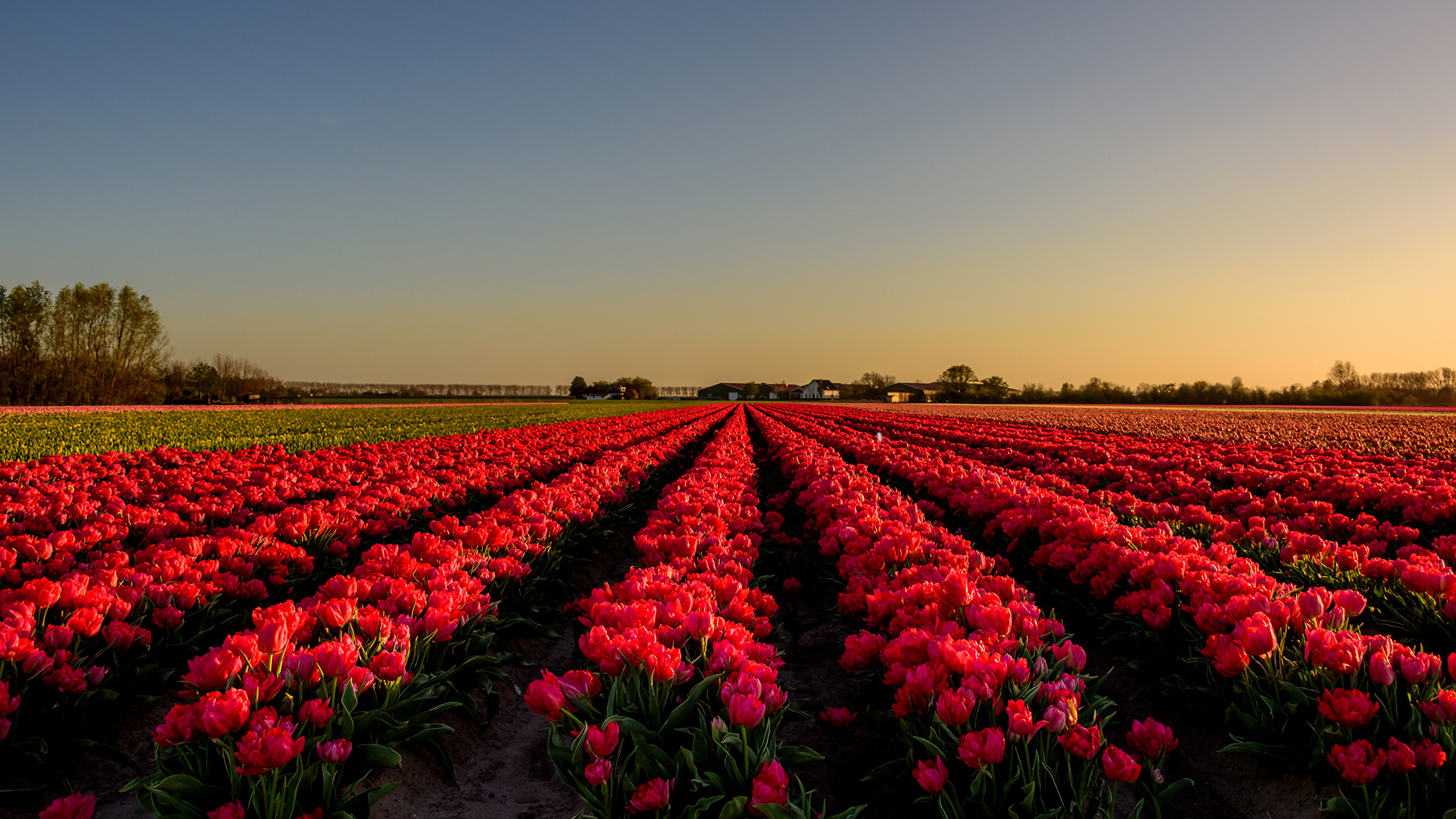 поле красные цветы природа тюльпаны загрузить