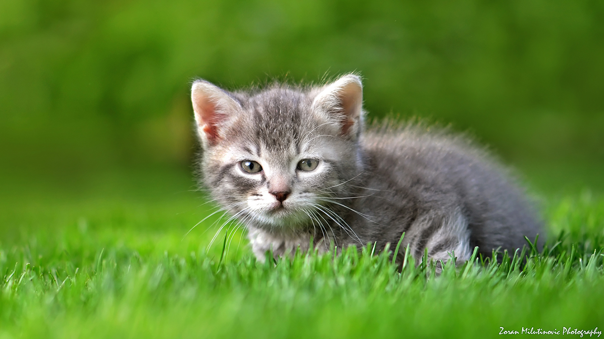 природа животные кот котенок серый nature animals cat kitten grey загрузить