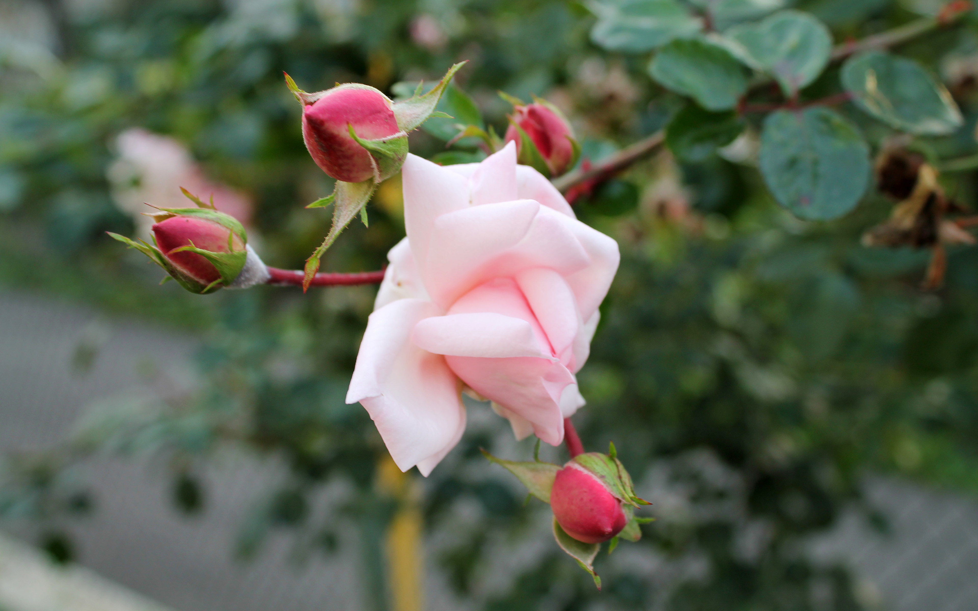 Розы Бутон Цветы фото 3840x2400 цветок, роза обои картинки скачать на рабоч...