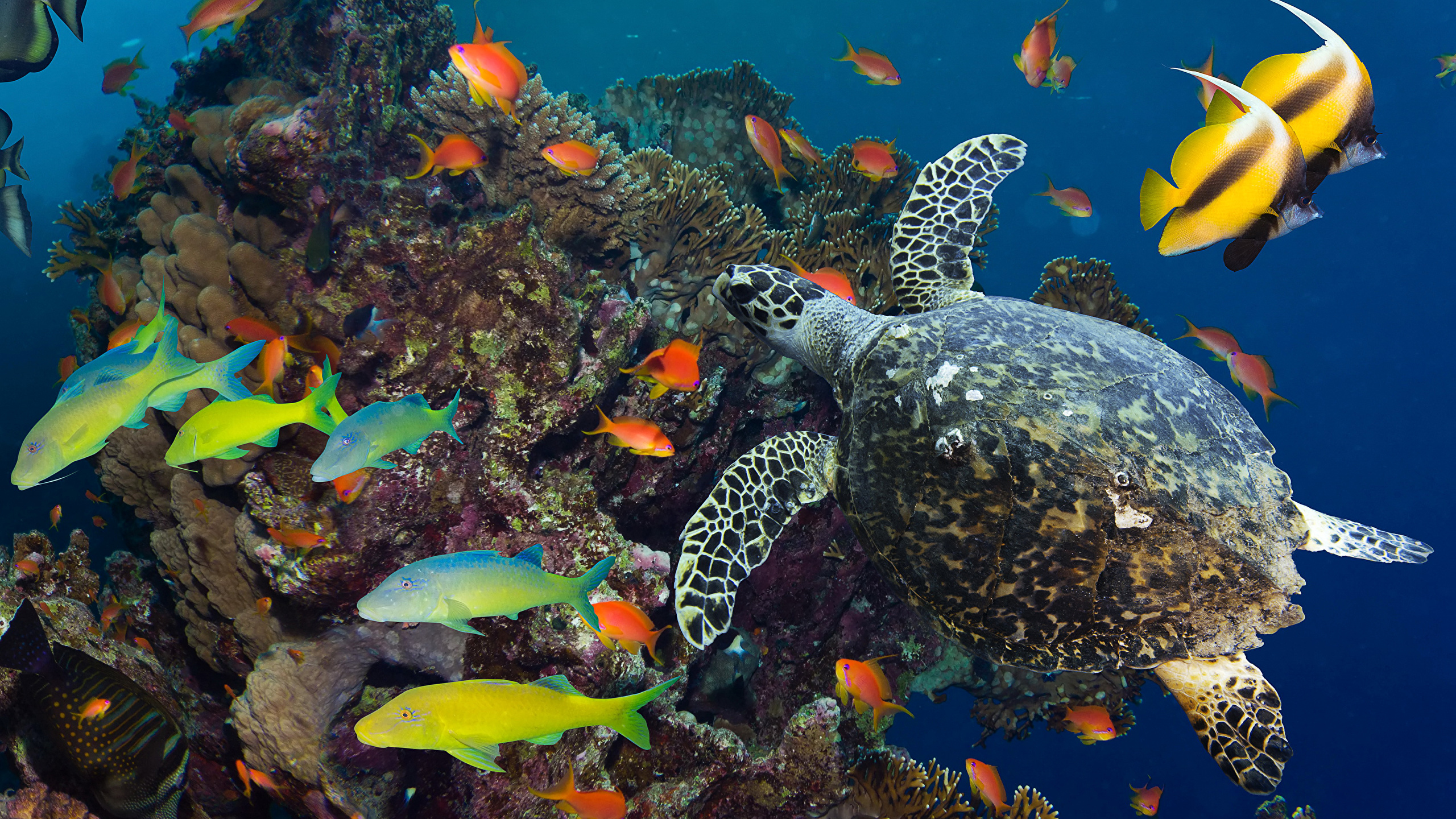 подводный мир кораллы underwater world corals скачать