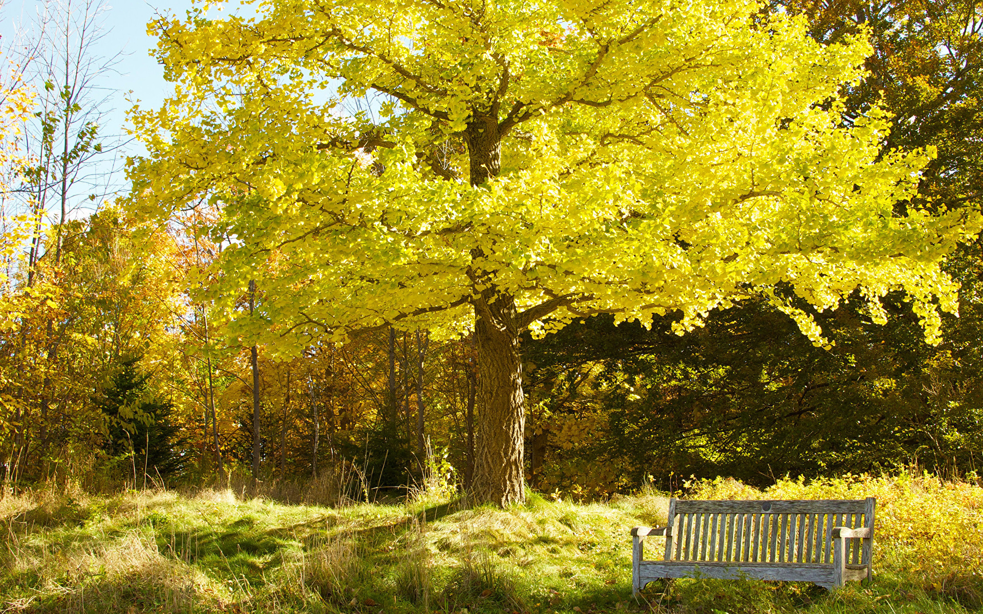природа лавка осень скамейка трава nature shop autumn bench grass скачать