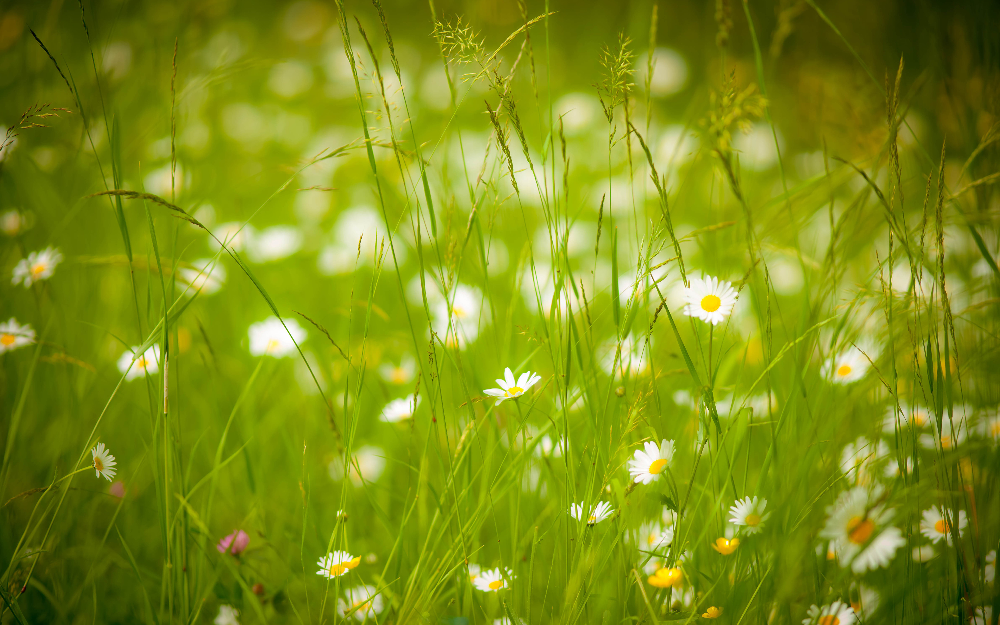 природа цветы ромашки трава nature flowers chamomile grass бесплатно
