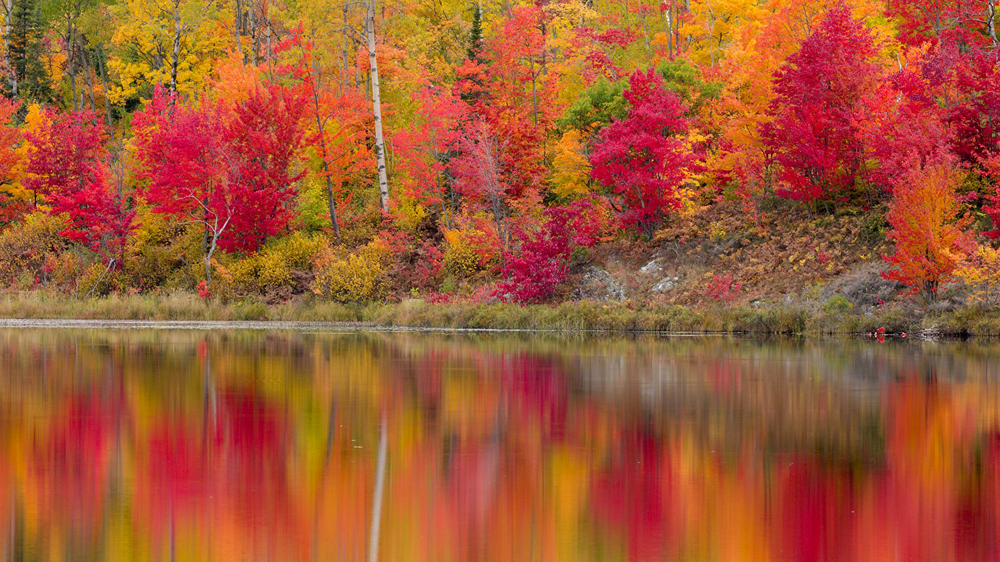 Величественными багряными. Красивая осень. Осенние краски природы. Разноцветная осень. Осенний лес.