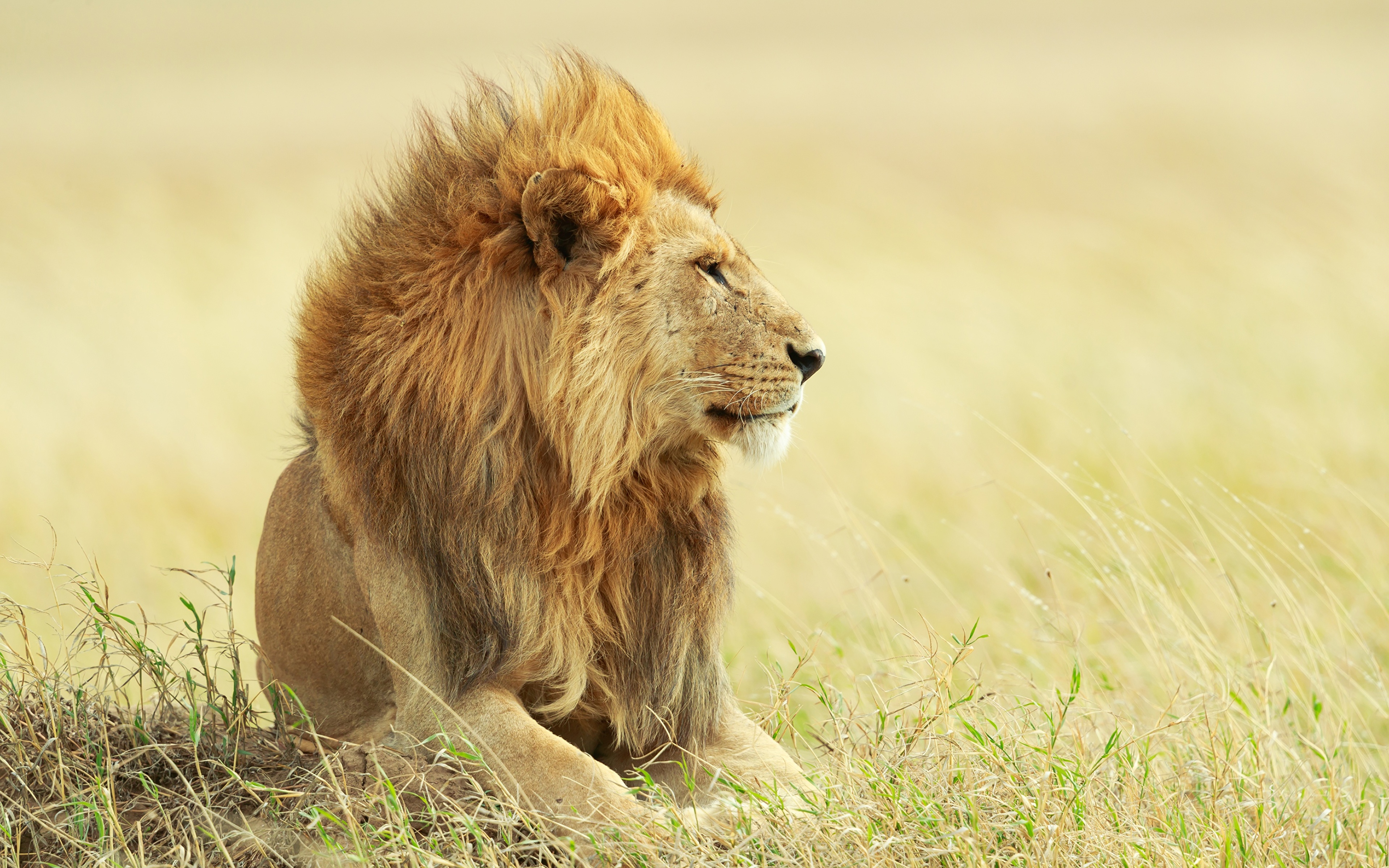 Картинки лев Трава смотрят животное 3840x2400 Львы траве Взгляд смотрит Животные