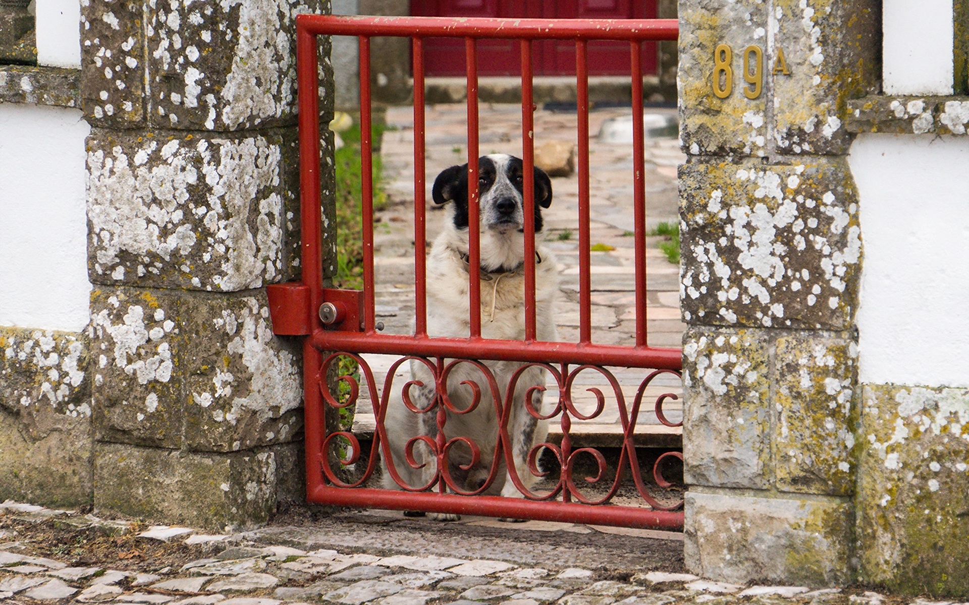собака забор dog the fence скачать