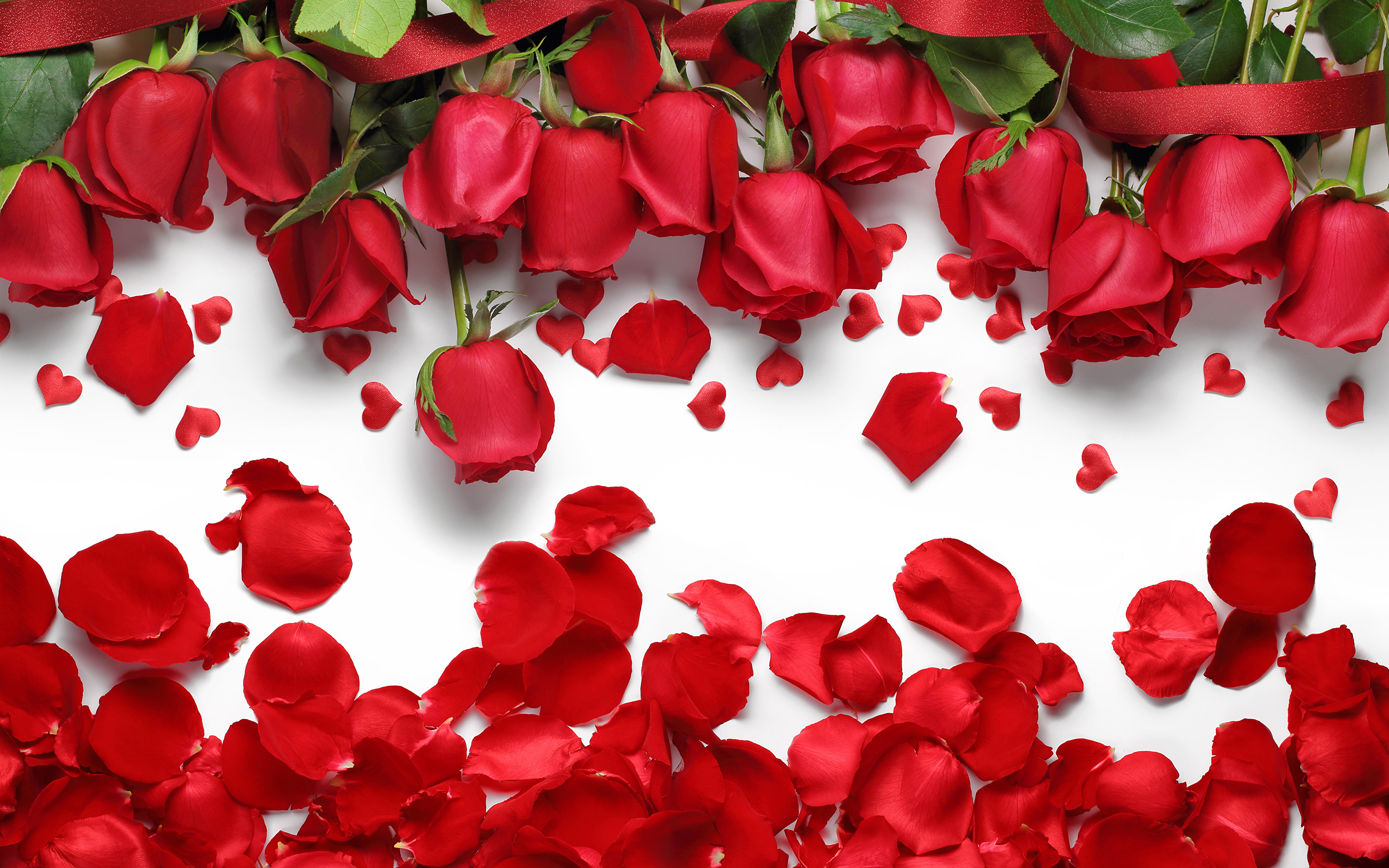 Розы Лепестки Красный Цветы фото 3840x2400 цветок, роза, красная, красные, ...
