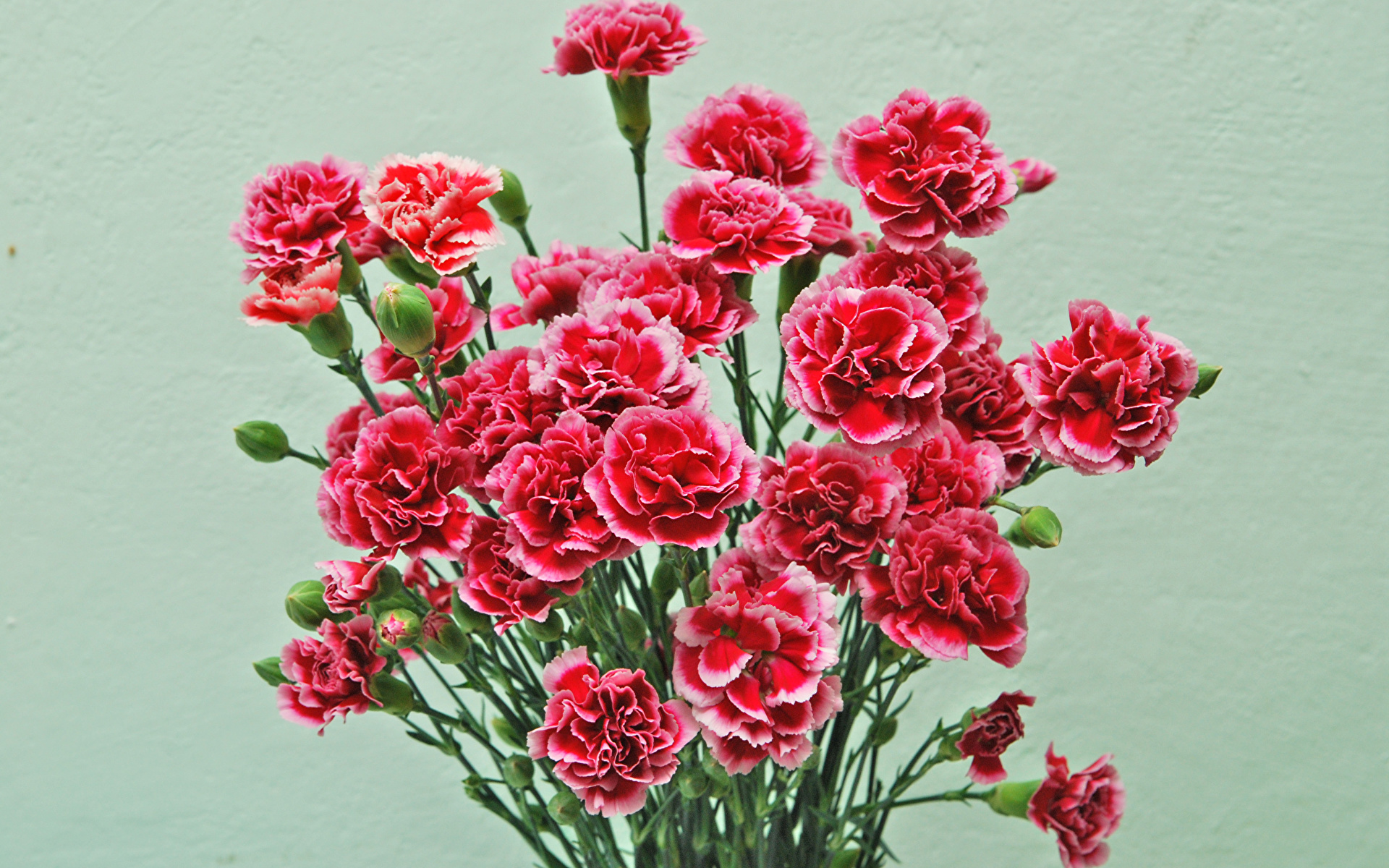 Фото Букеты красные цветок Гвоздики Цветной фон 1920x1200 букет красная Красный красных Цветы гвоздика