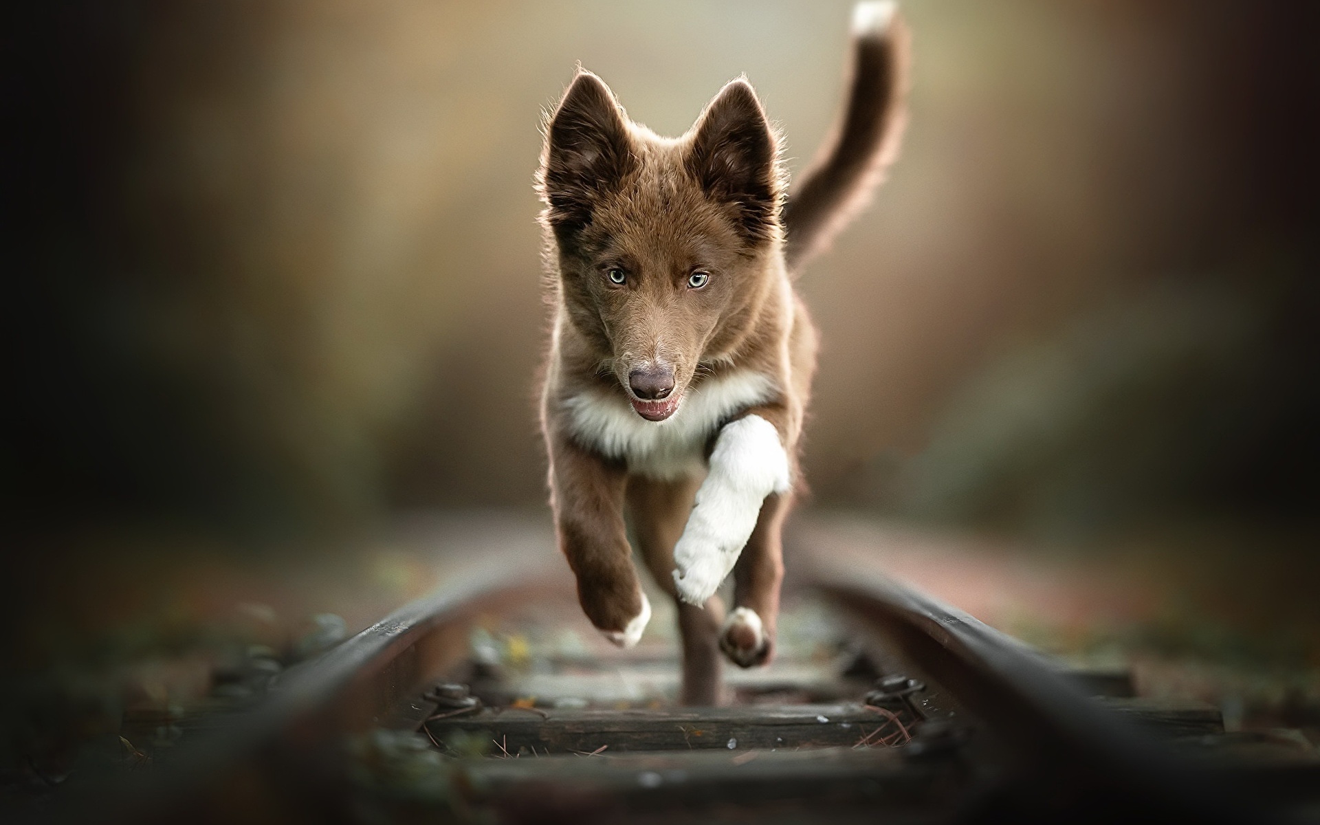 Фотографии Собаки бежит Рельсы Размытый фон Железные дороги животное 1920x1200 собака Бег бегущая бегущий рельсах боке Животные