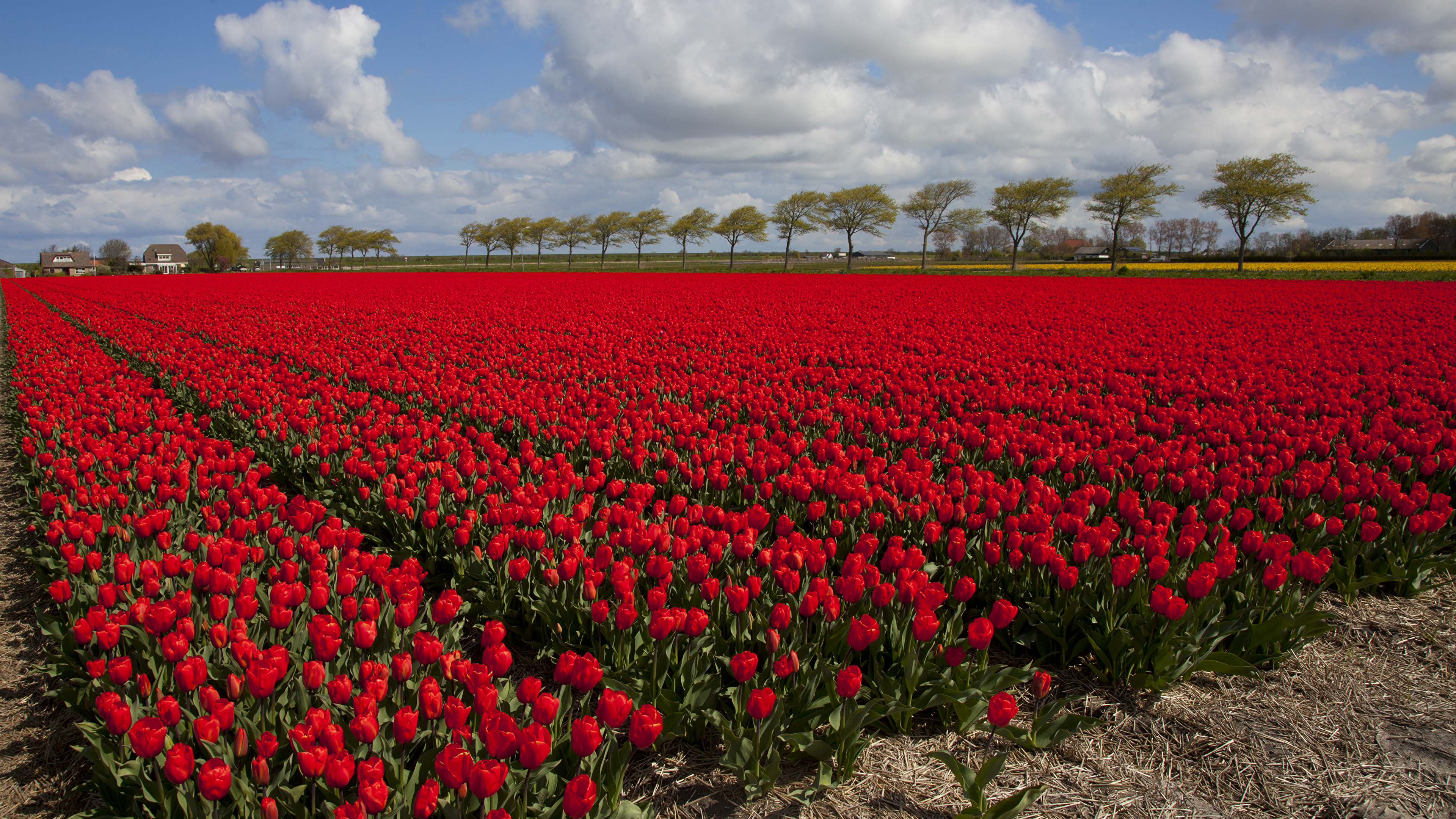 Тюльпаны поле красные бесплатно