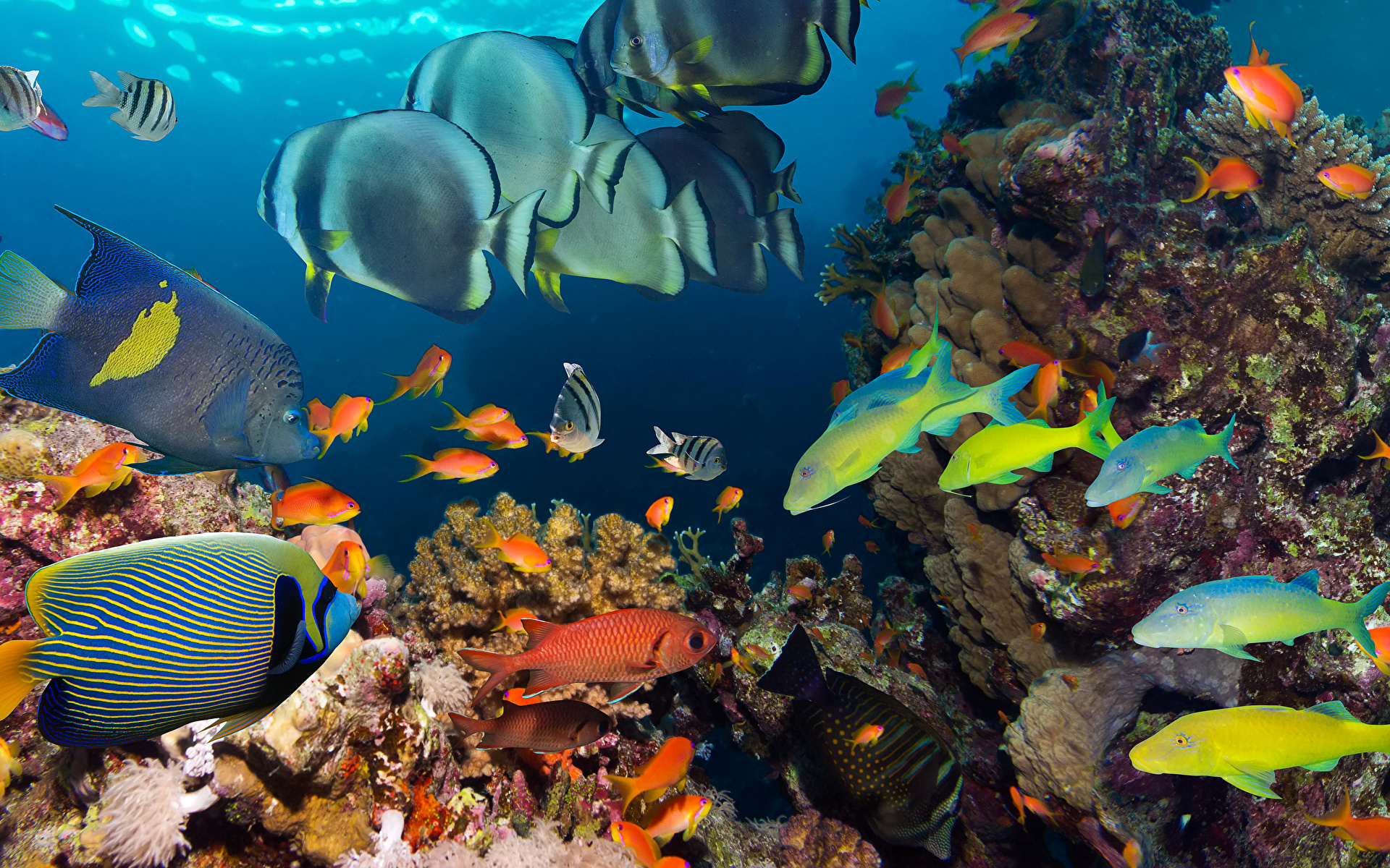 Подводный мир Тихого океана