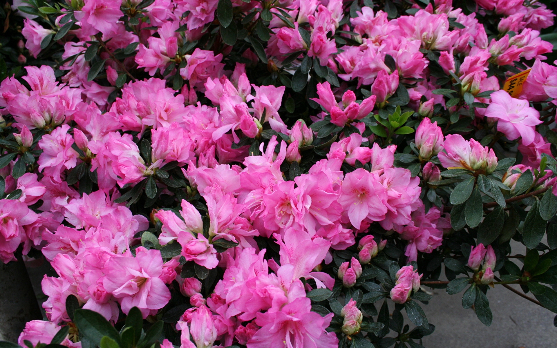 Фотография розовых цветок Рододендрон Много 1920x1200 розовая розовые Розовый Цветы