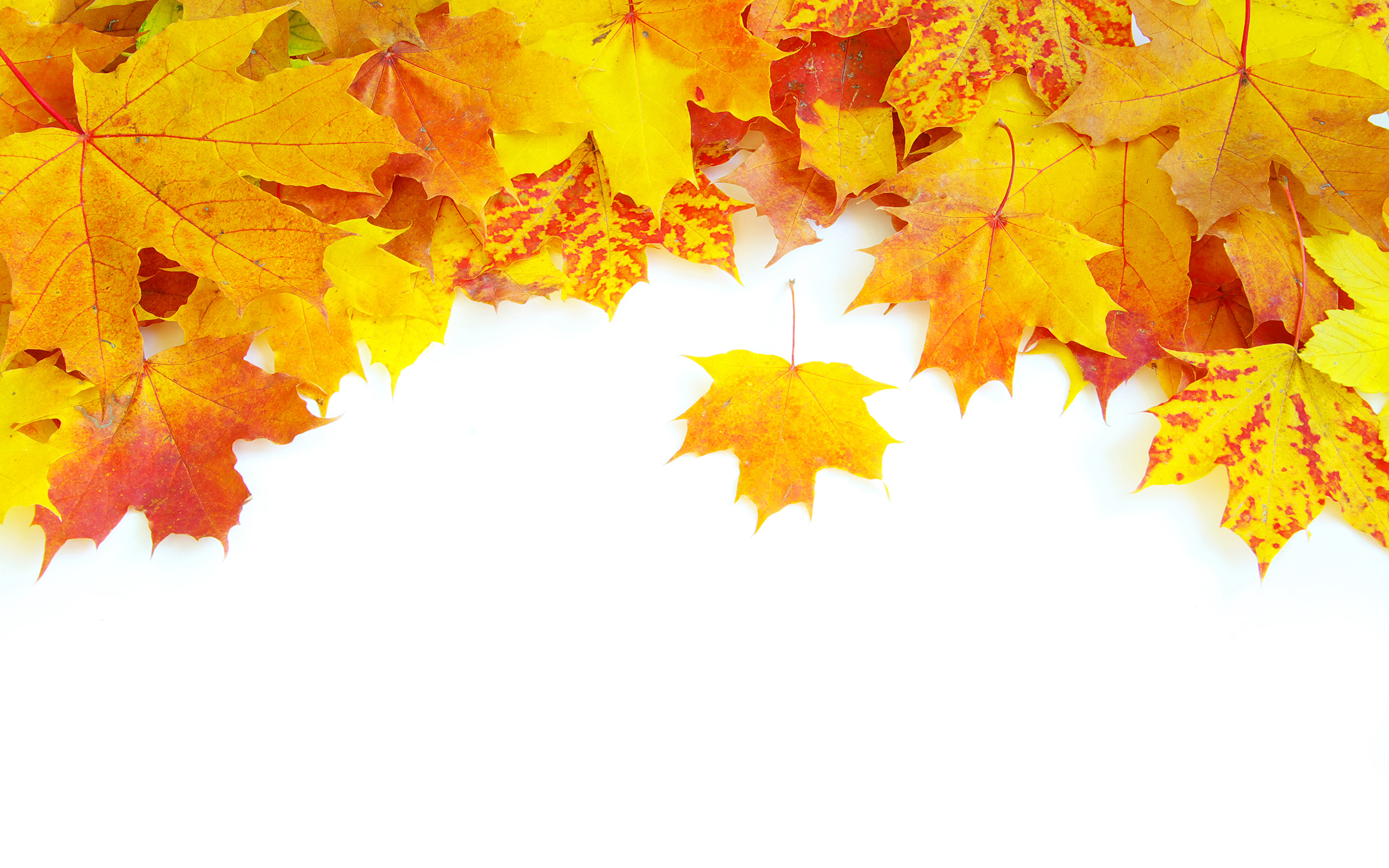 Осенние листья песня. Осень листья. Фон осень. Осенние листья фон. Фон кленовые листья.