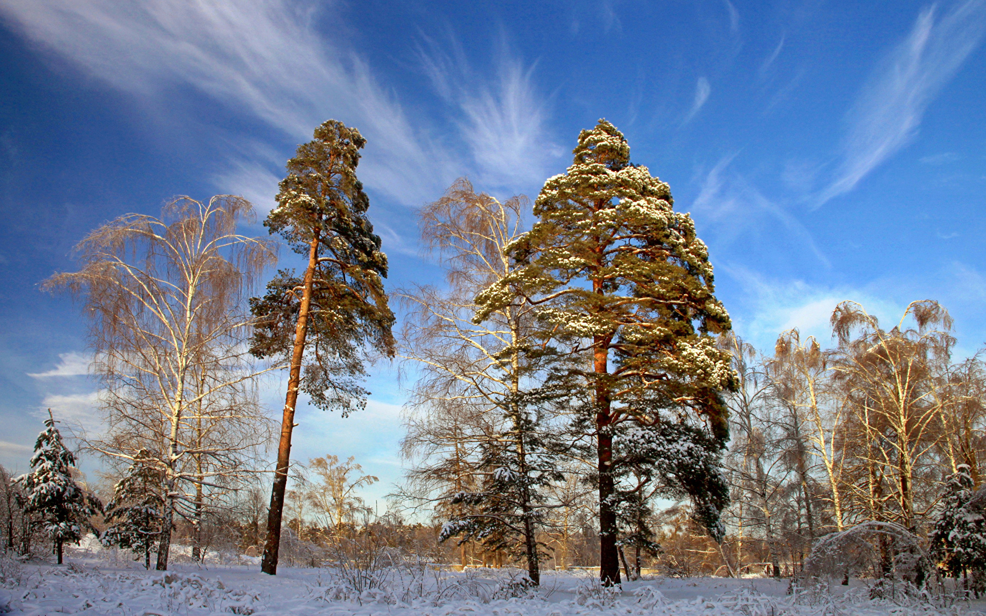 Фотографии зимние Природа Деревья сезон года 1920x1200 Зима дерево дерева деревьев Времена года