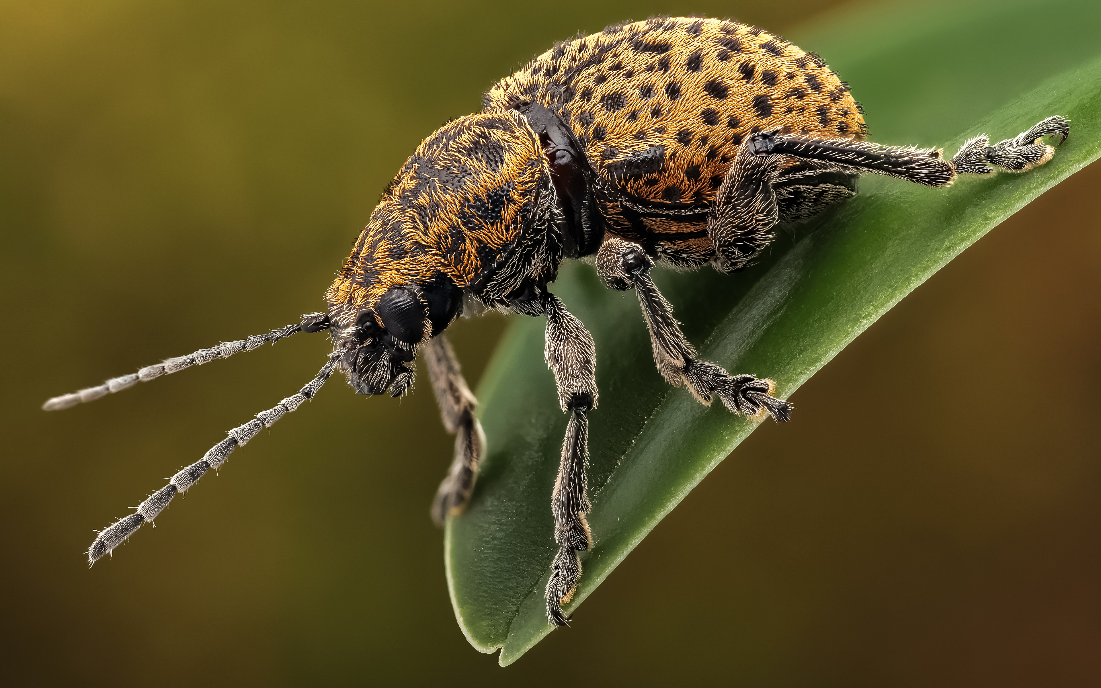 Фотографии Жуки насекомое chrysomelinae вблизи Животные 3840x2400 Насекомые животное Крупным планом