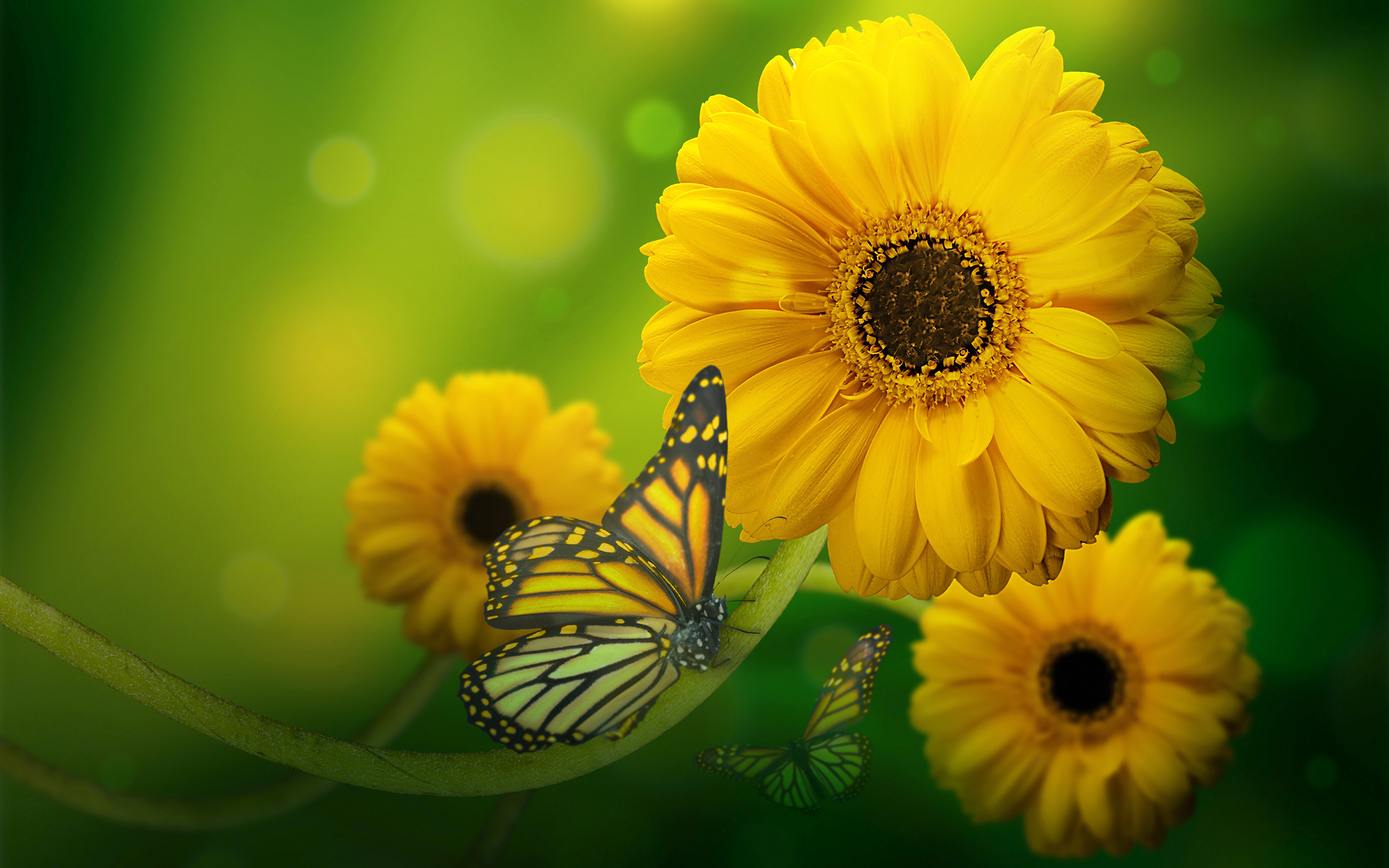 Бабочка на желтом цветке загрузить