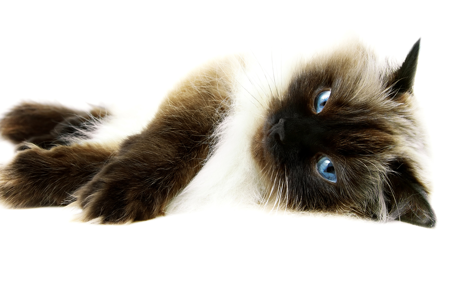 природа животные кот глаза сиамский nature animals cat eyes Siamese без смс