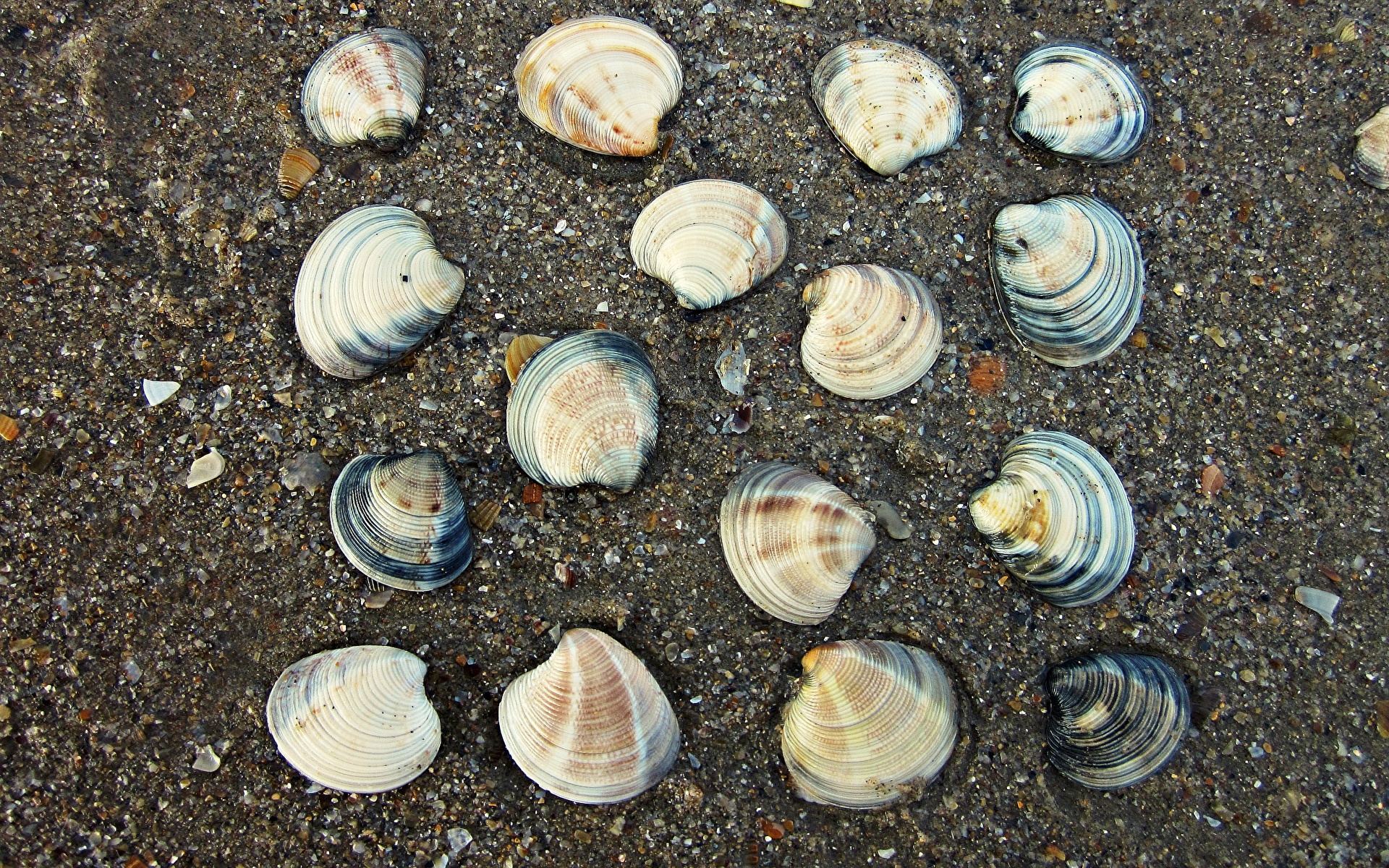 Раковины моллюсков черного моря