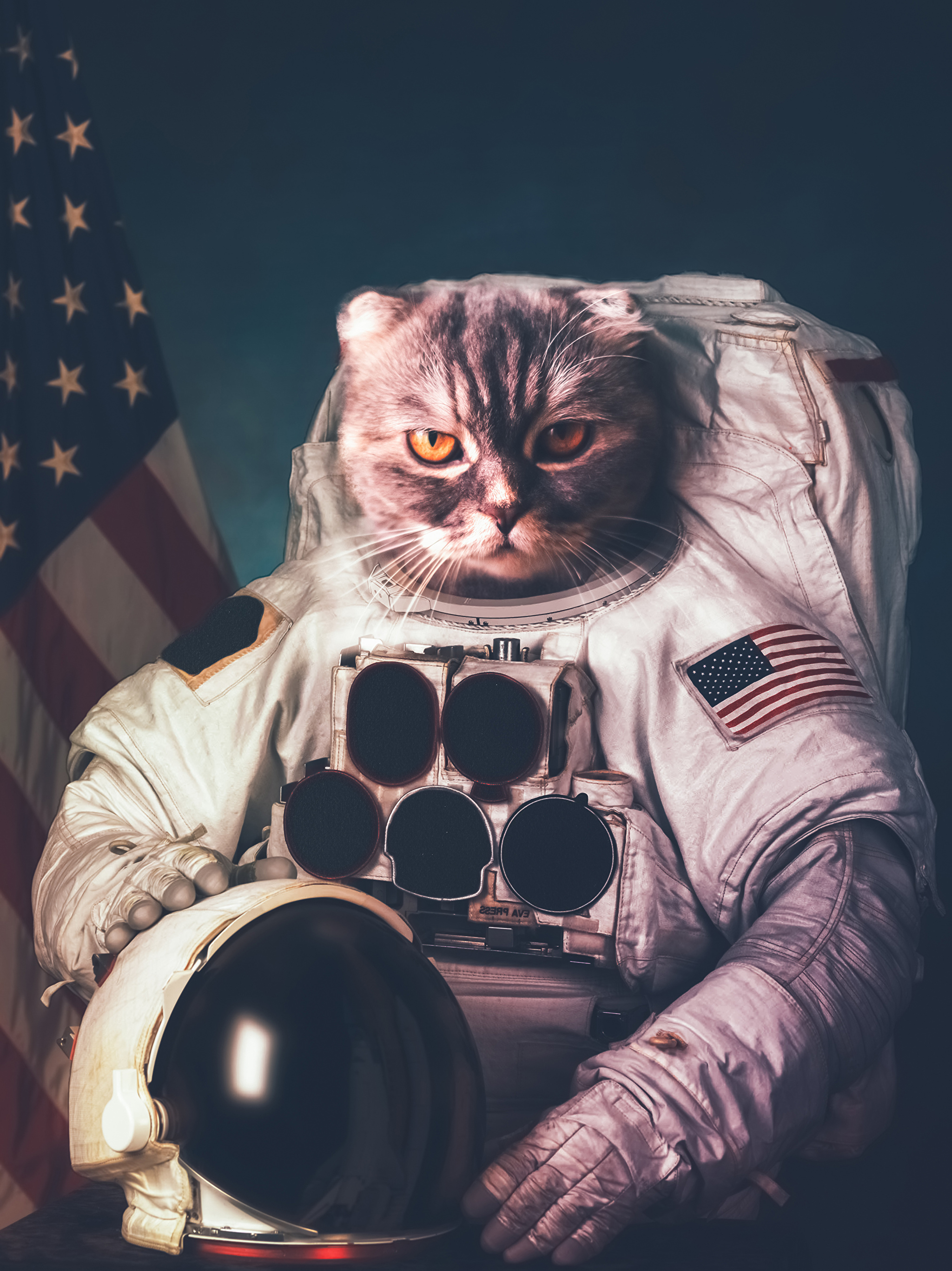 Фото кота в скафандре в космосе