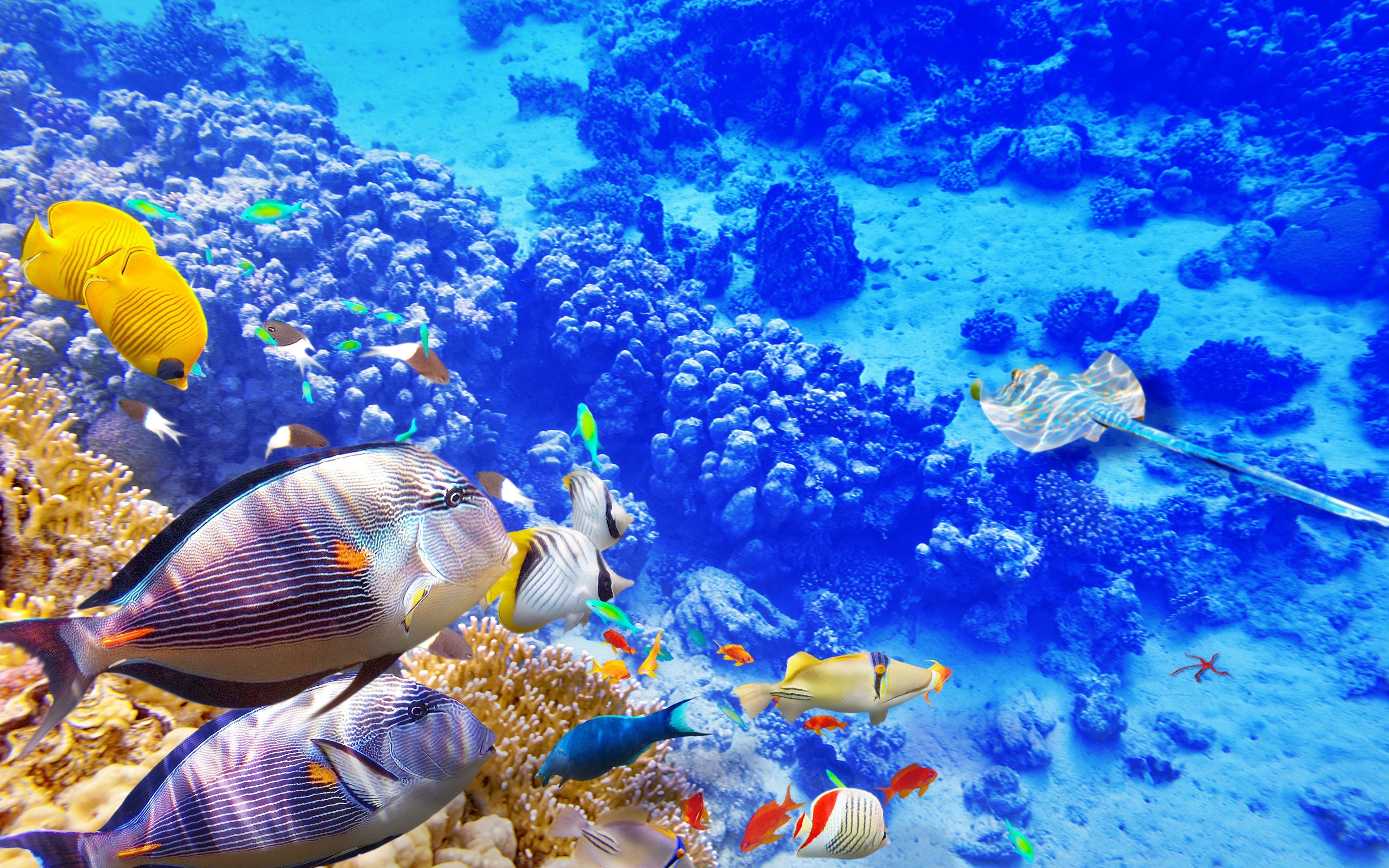 природа риф животные рыбы кораллы скачать