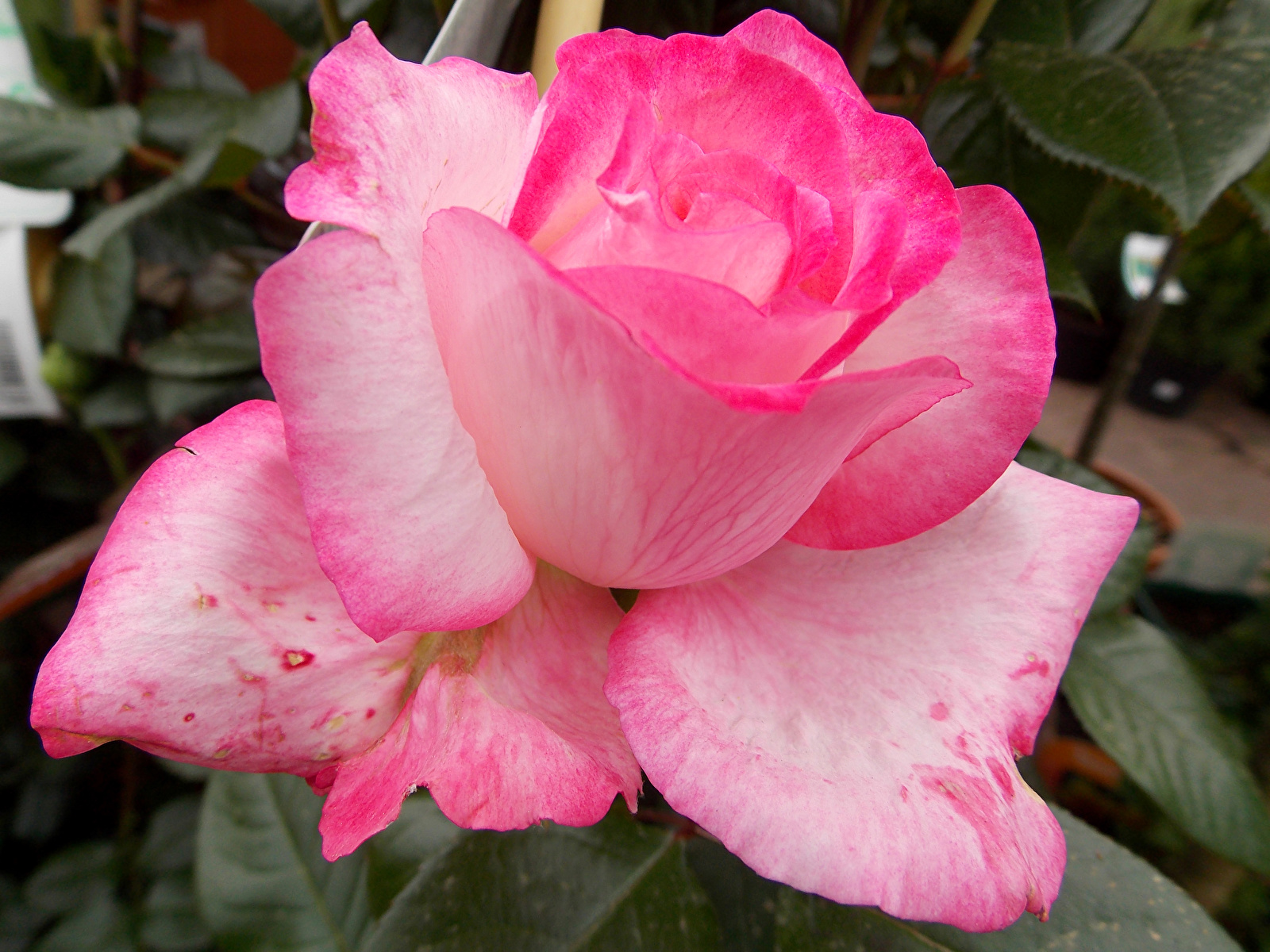 Картинки Розы розовых Цветы Крупным планом 1600x1200 роза розовая розовые Розовый цветок вблизи